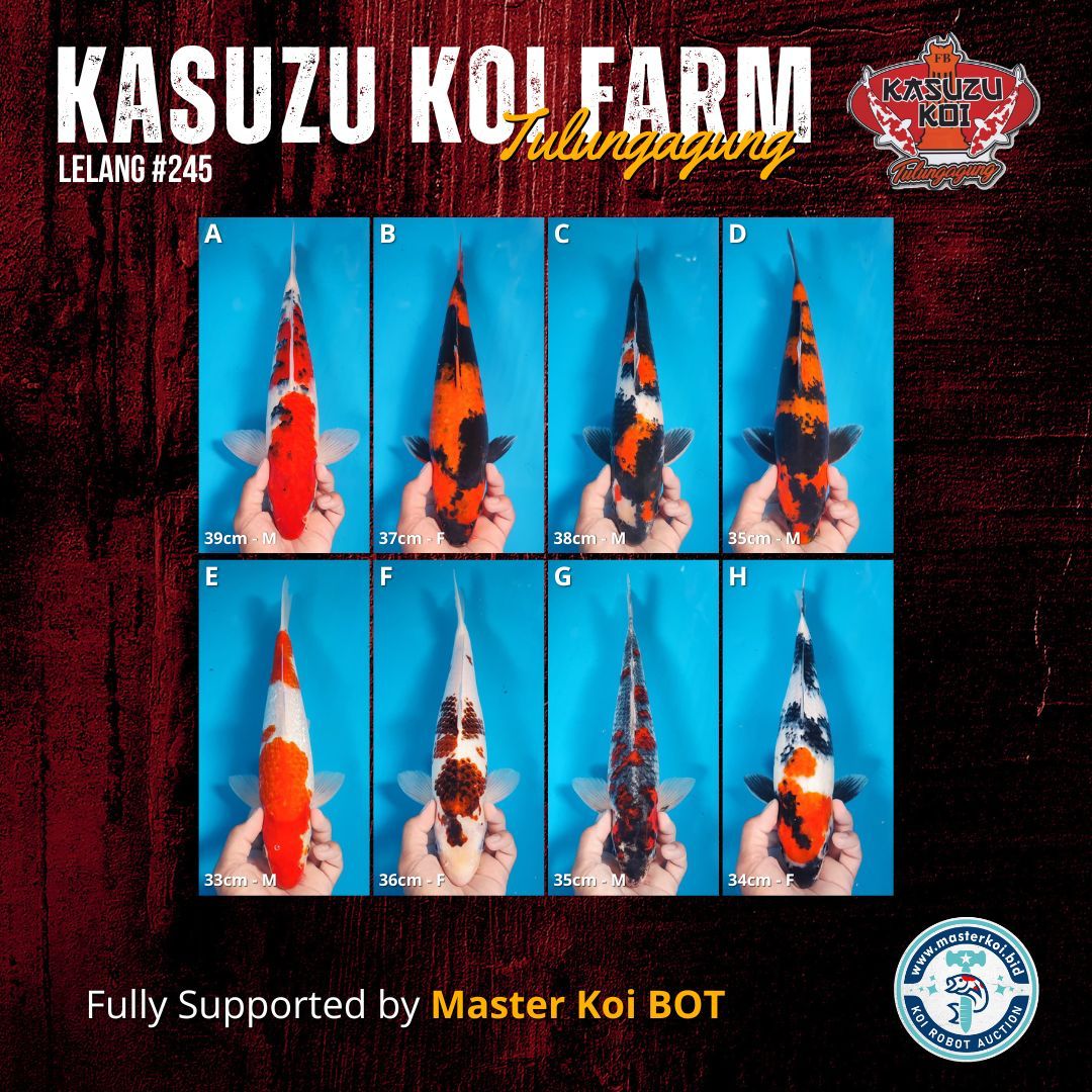 Lelang Koi Online, Jual Beli Ikan Koi, Pasar Koi Terbaik, Agen Lelang Koi, Penawaran Koi Berkualitas, Harga Jual Koi, Lelang Ikan Koi Import, Beli Koi Online, Jual Koi Murah, Koi Showroom, Penjual Koi Terpercaya, Lelang Koi Jakarta, Jual Koi Lokal, Koi Kualitas Unggul, Harga Terbaik Koi, Jual Koi Indukan, Lelang Ikan Hias Koi, Pasar Koi Indonesia, Beli Koi Berkualitas Tinggi, Koi Farm Terbesar, Jual Beli Koi Impor, Lelang Ikan Koi Kualitas Premium, Daftar Harga Koi Terbaru, Pusat Jual Beli Koi, Info Lelang Koi Hari Ini.