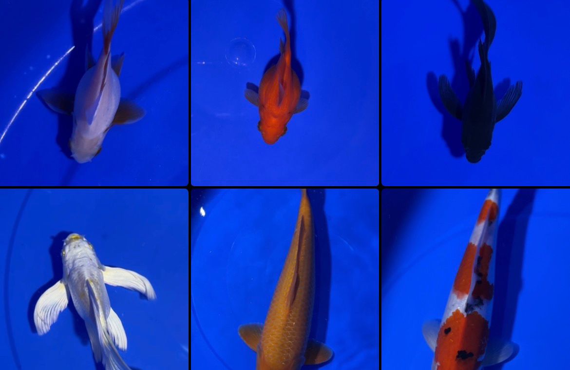 Lelang Koi Online, Jual Beli Ikan Koi, Pasar Koi Terbaik, Agen Lelang Koi, Penawaran Koi Berkualitas, Harga Jual Koi, Lelang Ikan Koi Import, Beli Koi Online, Jual Koi Murah, Koi Showroom, Penjual Koi Terpercaya, Lelang Koi Jakarta, Jual Koi Lokal, Koi Kualitas Unggul, Harga Terbaik Koi, Jual Koi Indukan, Lelang Ikan Hias Koi, Pasar Koi Indonesia, Beli Koi Berkualitas Tinggi, Koi Farm Terbesar, Jual Beli Koi Impor, Lelang Ikan Koi Kualitas Premium, Daftar Harga Koi Terbaru, Pusat Jual Beli Koi, Info Lelang Koi Hari Ini.