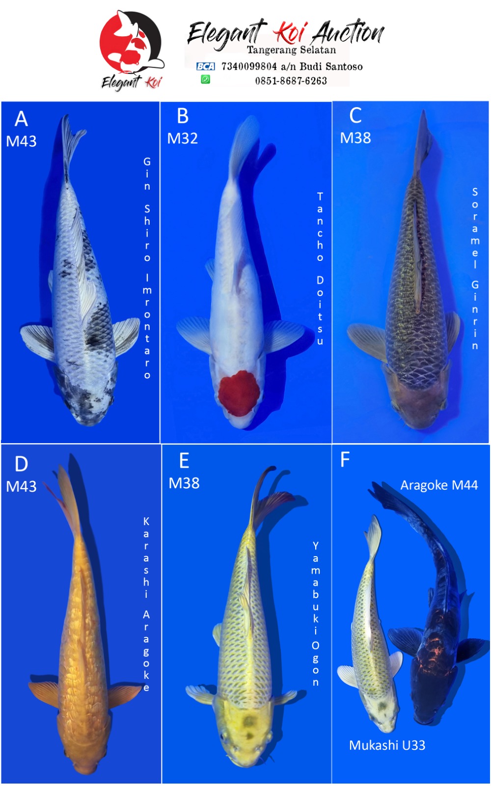 Lelang Koi Online, Jual Beli Ikan Koi, Pasar Koi Terbaik, Agen Lelang Koi, Penawaran Koi Berkualitas, Harga Jual Koi, Lelang Ikan Koi Import, Beli Koi Online, Jual Koi Murah, Koi Showroom, Penjual Koi Terpercaya, Lelang Koi Jakarta, Jual Koi Lokal, Koi Kualitas Unggul, Harga Terbaik Koi, Jual Koi Indukan, Lelang Ikan Hias Koi, Pasar Koi Indonesia, Beli Koi Berkualitas Tinggi, Koi Farm Terbesar, Jual Beli Koi Impor, Lelang Ikan Koi Kualitas Premium, Daftar Harga Koi Terbaru, Pusat Jual Beli Koi, Info Lelang Koi Hari Ini.