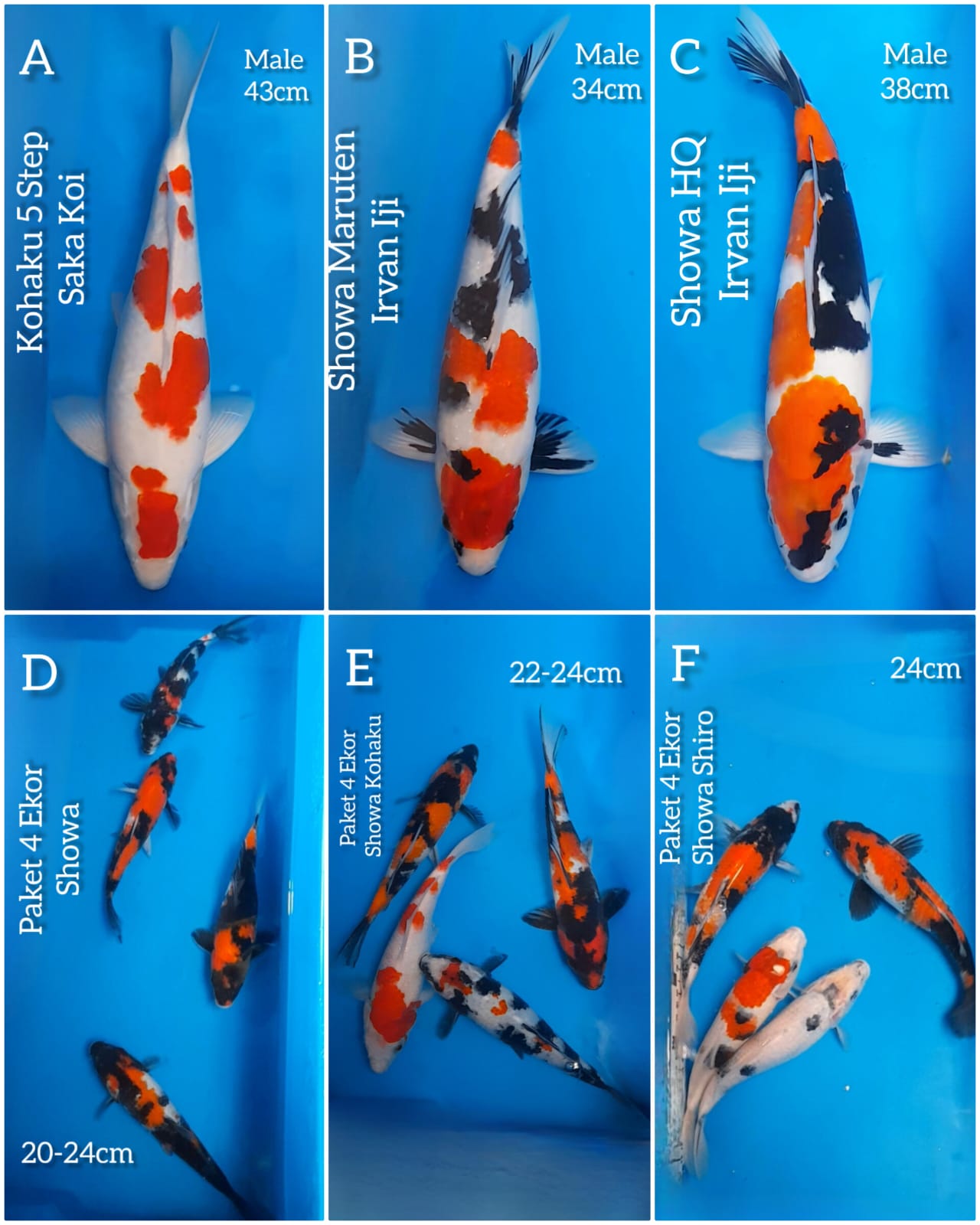 Lelang Koi Online, Jual Beli Ikan Koi, Pasar Koi Terbaik, Agen Lelang Koi, Penawaran Koi Berkualitas, Harga Jual Koi, Lelang Ikan Koi Import, Beli Koi Online, Jual Koi Murah, Koi Showroom, Penjual Koi Terpercaya, Lelang Koi Jakarta, Jual Koi Lokal, Koi Kualitas Unggul, Harga Terbaik Koi, Jual Koi Indukan, Lelang Ikan Hias Koi, Pasar Koi Indonesia, Beli Koi Berkualitas Tinggi, Koi Farm Terbesar, Jual Beli Koi Impor, Lelang Ikan Koi Kualitas Premium, Daftar Harga Koi Terbaru, Pusat Jual Beli Koi, Info Lelang Koi Hari Ini.