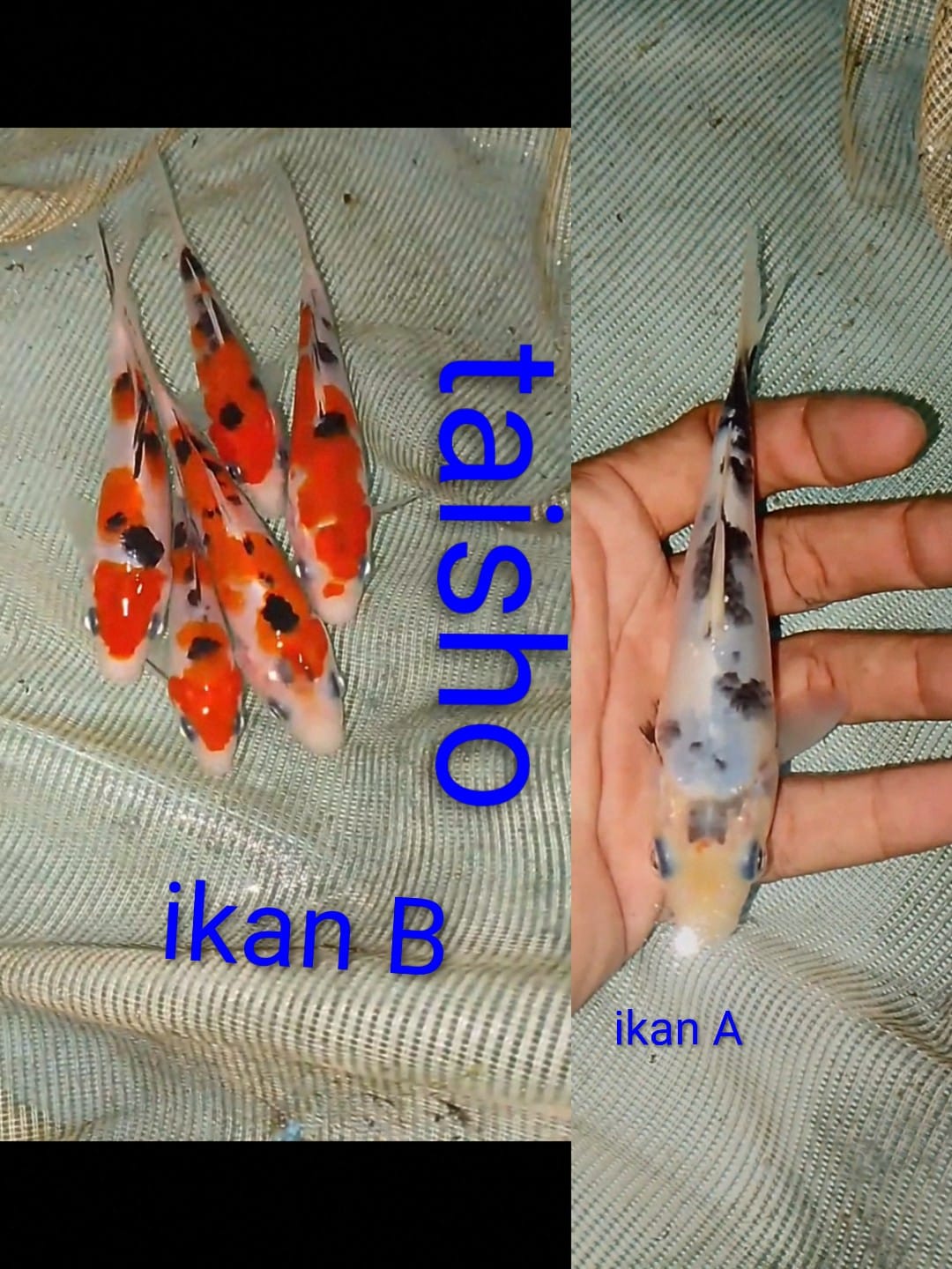 Lelang Koi Online, Jual Beli Ikan Koi, Pasar Koi Terbaik, Agen Lelang Koi, Penawaran Koi Berkualitas, Harga Jual Koi, Lelang Ikan Koi Import, Beli Koi Online, Jual Koi Murah, Koi Showroom, Penjual Koi Terpercaya, Lelang Koi Jakarta, Jual Koi Lokal, Koi Kualitas Unggul, Harga Terbaik Koi, Jual Koi Indukan, Lelang Ikan Hias Koi, Pasar Koi Indonesia, Beli Koi Berkualitas Tinggi, Koi Farm Terbesar, Jual Beli Koi Impor, Lelang Ikan Koi Kualitas Premium, Daftar Harga Koi Terbaru, Pusat Jual Beli Koi, Info Lelang Koi Hari Ini.