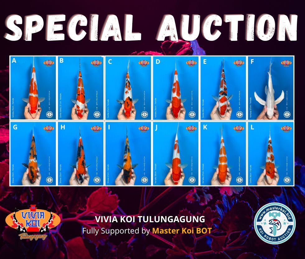 Lelang Koi Online, Jual Beli Ikan Koi, Pasar Koi Terbaik, Agen Lelang Koi, Penawaran Koi Berkualitas, Harga Jual Koi, Lelang Ikan Koi Import, Beli Koi Online, Jual Koi Murah, Koi Showroom, Penjual Koi Terpercaya, Lelang Koi Jakarta, Jual Koi Lokal, Koi Kualitas Unggul, Harga Terbaik Koi, Jual Koi Indukan, Lelang Ikan Hias Koi, Pasar Koi Indonesia, Beli Koi Berkualitas Tinggi, Koi Farm Terbesar, Jual Beli Koi Impor, Lelang Ikan Koi Kualitas Premium, Daftar Harga Koi Terbaru, Pusat Jual Beli Koi, Info Lelang Koi Hari Ini.