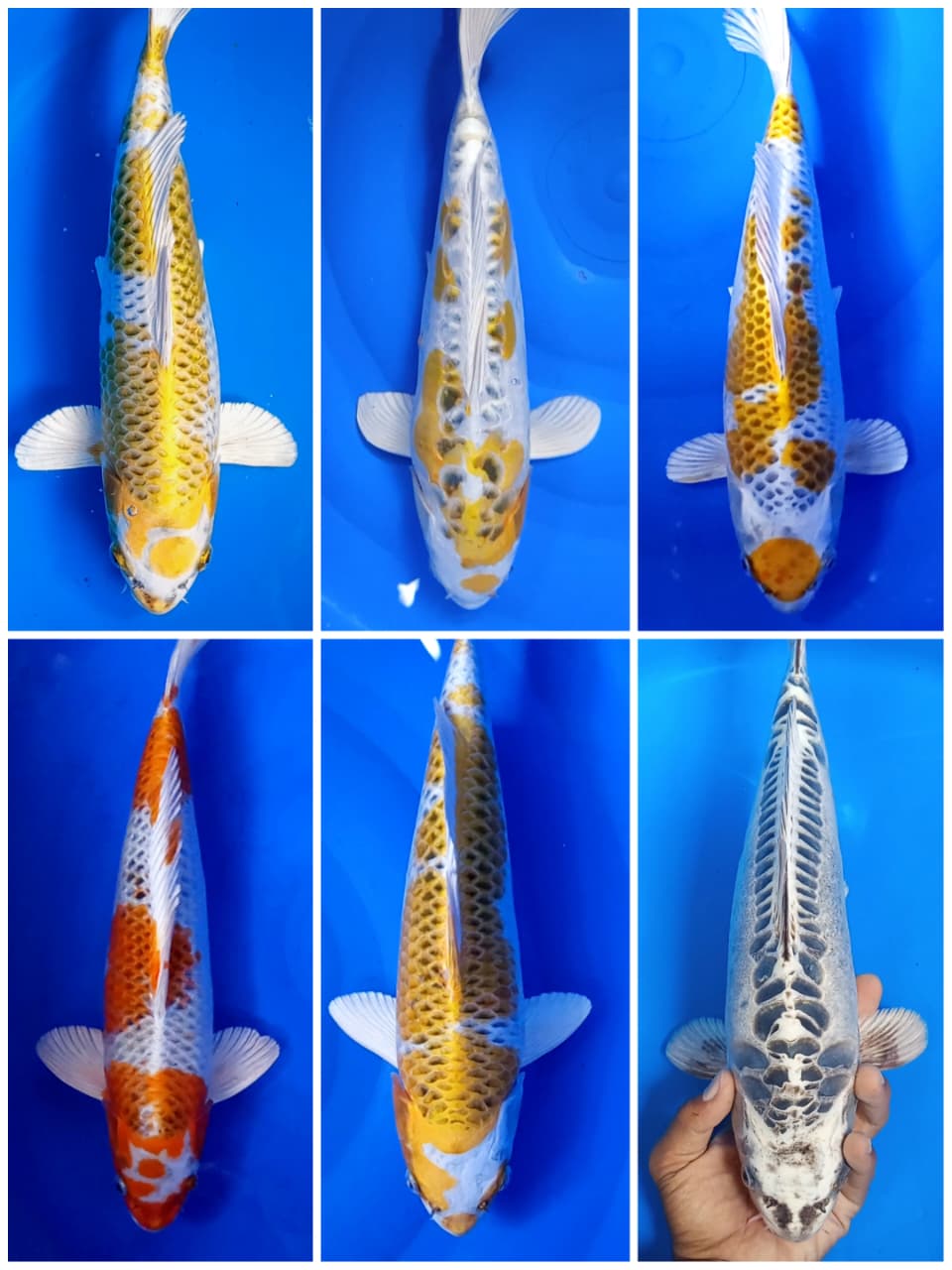 Lelang Koi Online, Jual Beli Ikan Koi, Pasar Koi Terbaik, Agen Lelang Koi, Penawaran Koi Berkualitas, Harga Jual Koi, Lelang Ikan Koi Import, Beli Koi Online, Jual Koi Murah, Koi Showroom, Penjual Koi Terpercaya, Lelang Koi Jakarta, Jual Koi Lokal, Koi Kualitas Unggul, Harga Terbaik Koi, Jual Koi Indukan, Lelang Ikan Hias Koi, Pasar Koi Indonesia, Beli Koi Berkualitas Tinggi, Koi Farm Terbesar, Jual Beli Koi Impor, Lelang Ikan Koi Kualitas Premium, Daftar Harga Koi Terbaru, Pusat Jual Beli Koi, Info Lelang Koi Hari Ini.