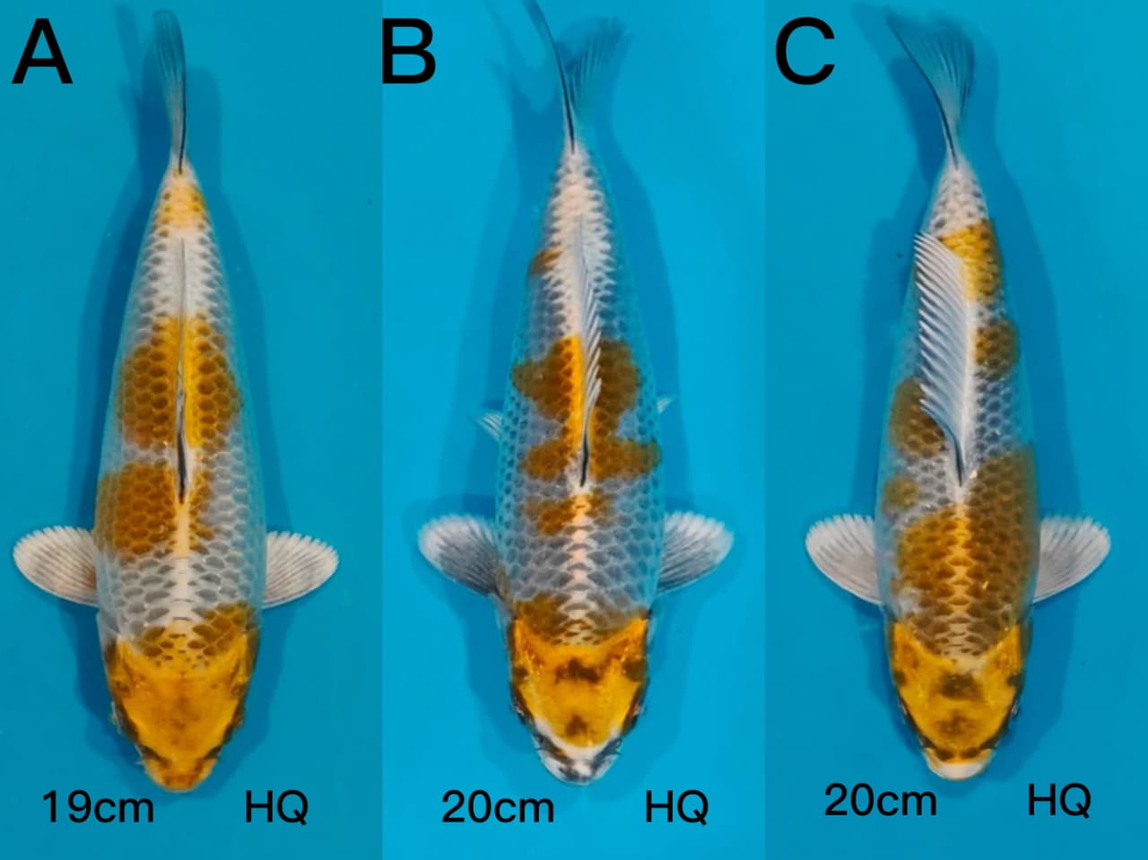 Lelang Koi Online, Jual Beli Ikan Koi, Pasar Koi Terbaik, Agen Lelang Koi, Penawaran Koi Berkualitas, Harga Jual Koi, Lelang Ikan Koi Import, Beli Koi Online, Jual Koi Murah, Koi Showroom, Penjual Koi Terpercaya, Lelang Koi Jakarta, Jual Koi Lokal, Koi Kualitas Unggul, Harga Terbaik Koi, Jual Koi Indukan, Lelang Ikan Hias Koi, Pasar Koi Indonesia, Beli Koi Berkualitas Tinggi, Koi Farm Terbesar, Jual Beli Koi Impor, Lelang Ikan Koi Kualitas Premium, Daftar Harga Koi Terbaru, Pusat Jual Beli Koi, Info Lelang Koi Hari Ini.