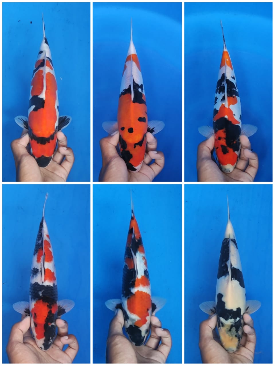 Lelang Koi Online, Jual Beli Ikan Koi, Pasar Koi Terbaik, Agen Lelang Koi, Penawaran Koi Berkualitas, Harga Jual Koi, Lelang Ikan Koi Import, Beli Koi Online, Jual Koi Murah, Koi Showroom, Penjual Koi Terpercaya, Lelang Koi Jakarta, Jual Koi Lokal, Koi Kualitas Unggul, Harga Terbaik Koi, Jual Koi Indukan, Lelang Ikan Hias Koi, Pasar Koi Indonesia, Beli Koi Berkualitas Tinggi, Koi Farm Terbesar, Jual Beli Koi Impor, Lelang Ikan Koi Kualitas Premium, Daftar Harga Koi Terbaru, Pusat Jual Beli Koi, Info Lelang Koi Hari Ini.