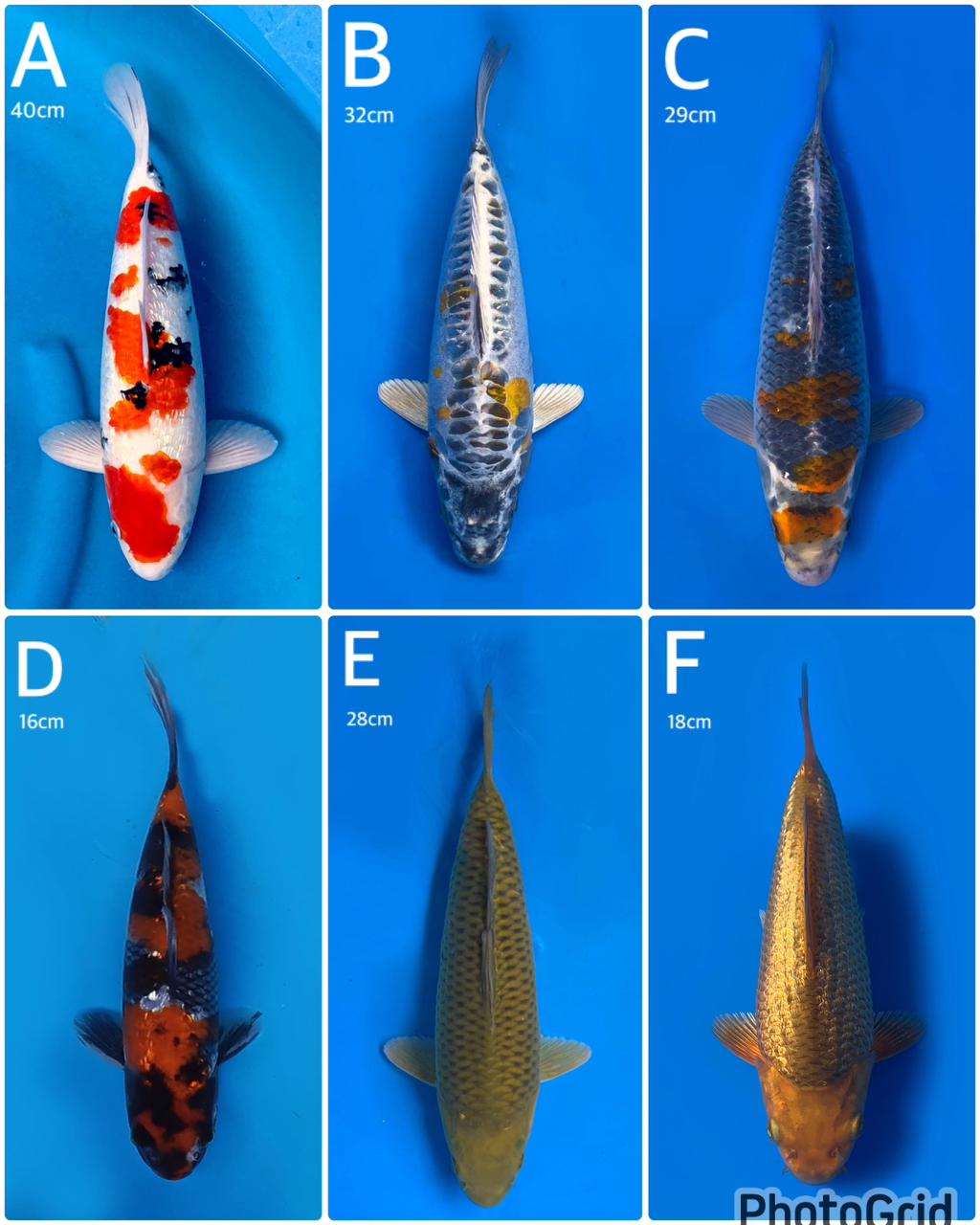 Lelang Koi Online, Jual Beli Ikan Koi, Pasar Koi Terbaik, Agen Lelang Koi, Penawaran Koi Berkualitas, Harga Jual Koi, Lelang Ikan Koi Import, Beli Koi Online, Jual Koi Murah, Koi Showroom, Penjual Koi Terpercaya, Lelang Koi Jakarta, Jual Koi Lokal, Koi Kualitas Unggul, Harga Terbaik Koi, Jual Koi Indukan, Lelang Ikan Hias Koi, Pasar Koi Indonesia, Beli Koi Berkualitas Tinggi, Koi Farm Terbesar, Jual Beli Koi Impor, Lelang Ikan Koi Kualitas Premium, Daftar Harga Koi Terbaru, Pusat Jual Beli Koi, Info Lelang Koi Hari Ini.