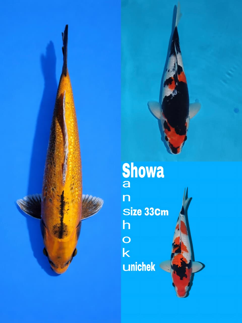 Lelang Koi Online, Jual Beli Ikan Koi, Pasar Koi Terbaik, Agen Lelang Koi, Penawaran Koi Berkualitas, Harga Jual Koi, Lelang Ikan Koi Import, Beli Koi Online, Jual Koi Murah, Koi Showroom, Penjual Koi Terpercaya, Lelang Koi Jakarta, Jual Koi Lokal, Koi Kualitas Unggul, Harga Terbaik Koi, Jual Koi Indukan, Lelang Ikan Hias Koi, Pasar Koi Indonesia, Beli Koi Berkualitas Tinggi, Koi Farm Terbesar, Jual Beli Koi Impor, Lelang Ikan Koi Kualitas Premium, Daftar Harga Koi Terbaru, Pusat Jual Beli Koi, Info Lelang Koi Hari Ini.