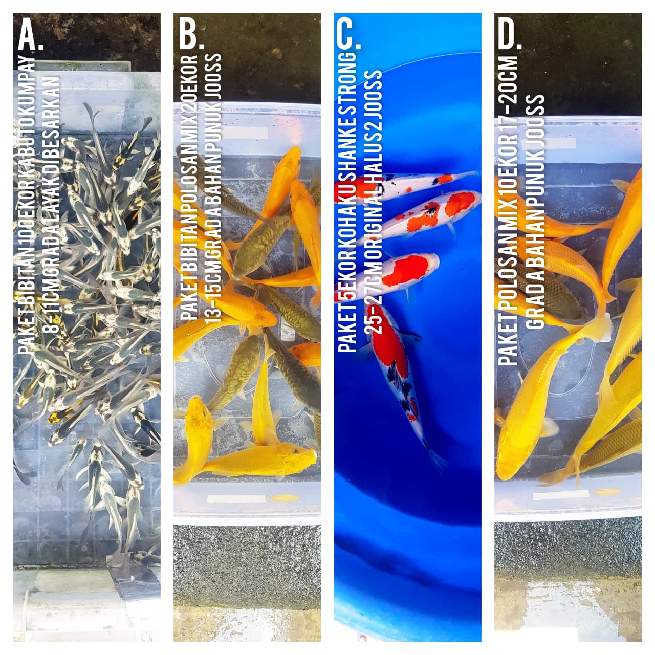 Lelang Koi Online, Jual Beli Ikan Koi, Pasar Koi Terbaik, Agen Lelang Koi, Penawaran Koi Berkualitas, Harga Jual Koi, Lelang Ikan Koi Import, Beli Koi Online, Jual Koi Murah, Koi Showroom, Penjual Koi Terpercaya, Lelang Koi Jakarta, Jual Koi Lokal, Koi Kualitas Unggul, Harga Terbaik Koi, Jual Koi Indukan, Lelang Ikan Hias Koi, Pasar Koi Indonesia, Beli Koi Berkualitas Tinggi, Koi Farm Terbesar, Jual Beli Koi Impor, Lelang Ikan Koi Kualitas Premium, Daftar Harga Koi Terbaru, Pusat Jual Beli Koi, Info Lelang Koi Hari Ini.