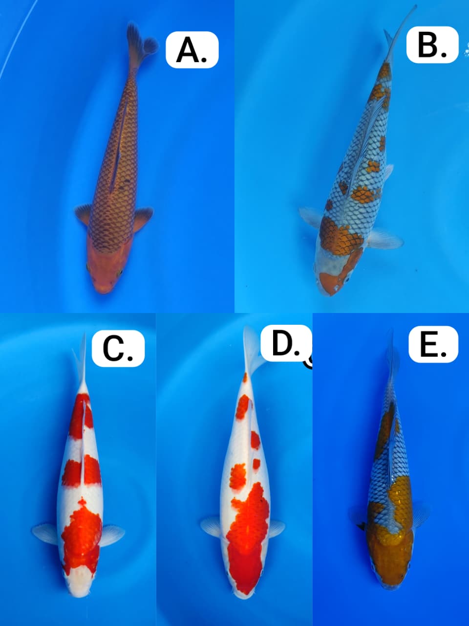 Lelang Koi Online, Jual Beli Ikan Koi, Pasar Koi Terbaik, Agen Lelang Koi, Penawaran Koi Berkualitas, Harga Jual Koi, Lelang Ikan Koi Import, Beli Koi Online, Jual Koi Murah, Koi Showroom, Penjual Koi Terpercaya, Lelang Koi Jakarta, Jual Koi Lokal, Koi Kualitas Unggul, Harga Terbaik Koi, Jual Koi Indukan, Lelang Ikan Hias Koi, Pasar Koi Indonesia, Beli Koi Berkualitas Tinggi, Koi Farm Terbesar, Jual Beli Koi Impor, Lelang Ikan Koi Kualitas Premium, Daftar Harga Koi Terbaru, Pusat Jual Beli Koi, Info Lelang Koi Hari Ini.