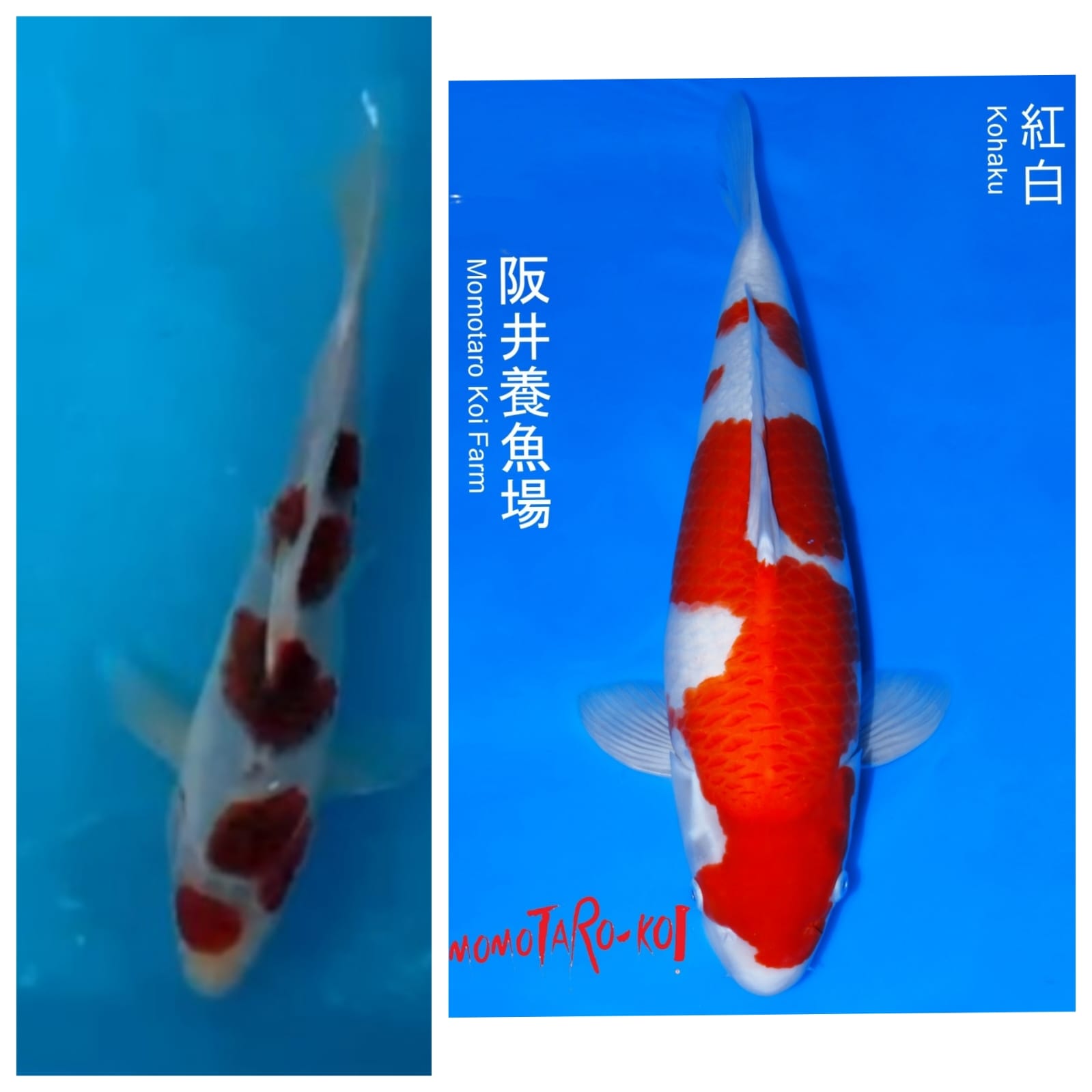 Lelang Koi Online, Jual Beli Ikan Koi, Pasar Koi Terbaik, Agen Lelang Koi, Penawaran Koi Berkualitas, Harga Jual Koi, Lelang Ikan Koi Import, Beli Koi Online, Jual Koi Murah, Koi Showroom, Penjual Koi Terpercaya, Lelang Koi Jakarta, Jual Koi Lokal, Koi Kualitas Unggul, Harga Terbaik Koi, Jual Koi Indukan, Lelang Ikan Hias Koi, Pasar Koi Indonesia, Beli Koi Berkualitas Tinggi, Koi Farm Terbesar, Jual Beli Koi Impor, Lelang Ikan Koi Kualitas Premium, Daftar Harga Koi Terbaru, Pusat Jual Beli Koi, Info Lelang Koi Hari Ini.