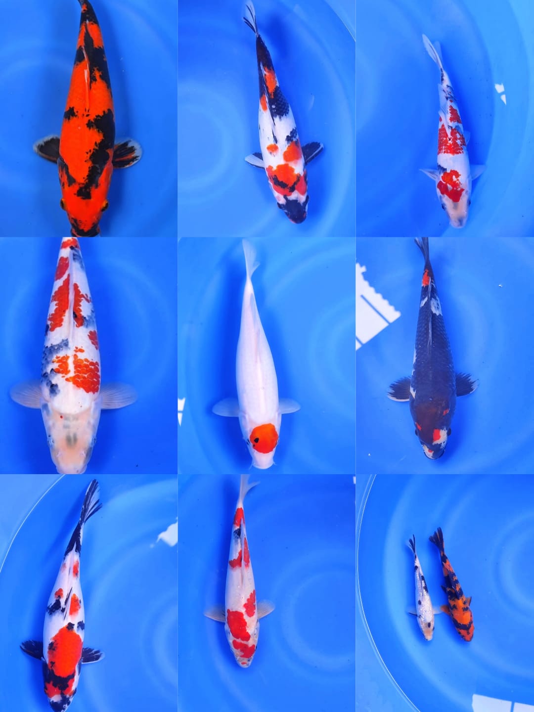 Lelang Koi Online, Jual Beli Ikan Koi, Pasar Koi Terbaik, Agen Lelang Koi, Penawaran Koi Berkualitas, Harga Jual Koi, Lelang Ikan Koi Import, Beli Koi Online, Jual Koi Murah, Koi Showroom, Penjual Koi Terpercaya, Lelang Koi Jakarta, Jual Koi Lokal, Koi Kualitas Unggul, Harga Terbaik Koi, Jual Koi Indukan, Lelang Ikan Hias Koi, Pasar Koi Indonesia, Beli Koi Berkualitas Tinggi, Koi Farm Terbesar, Jual Beli Koi Impor, Lelang Ikan Koi Kualitas Premium, Daftar Harga Koi Terbaru, Pusat Jual Beli Koi, Info Lelang Koi Hari Ini.