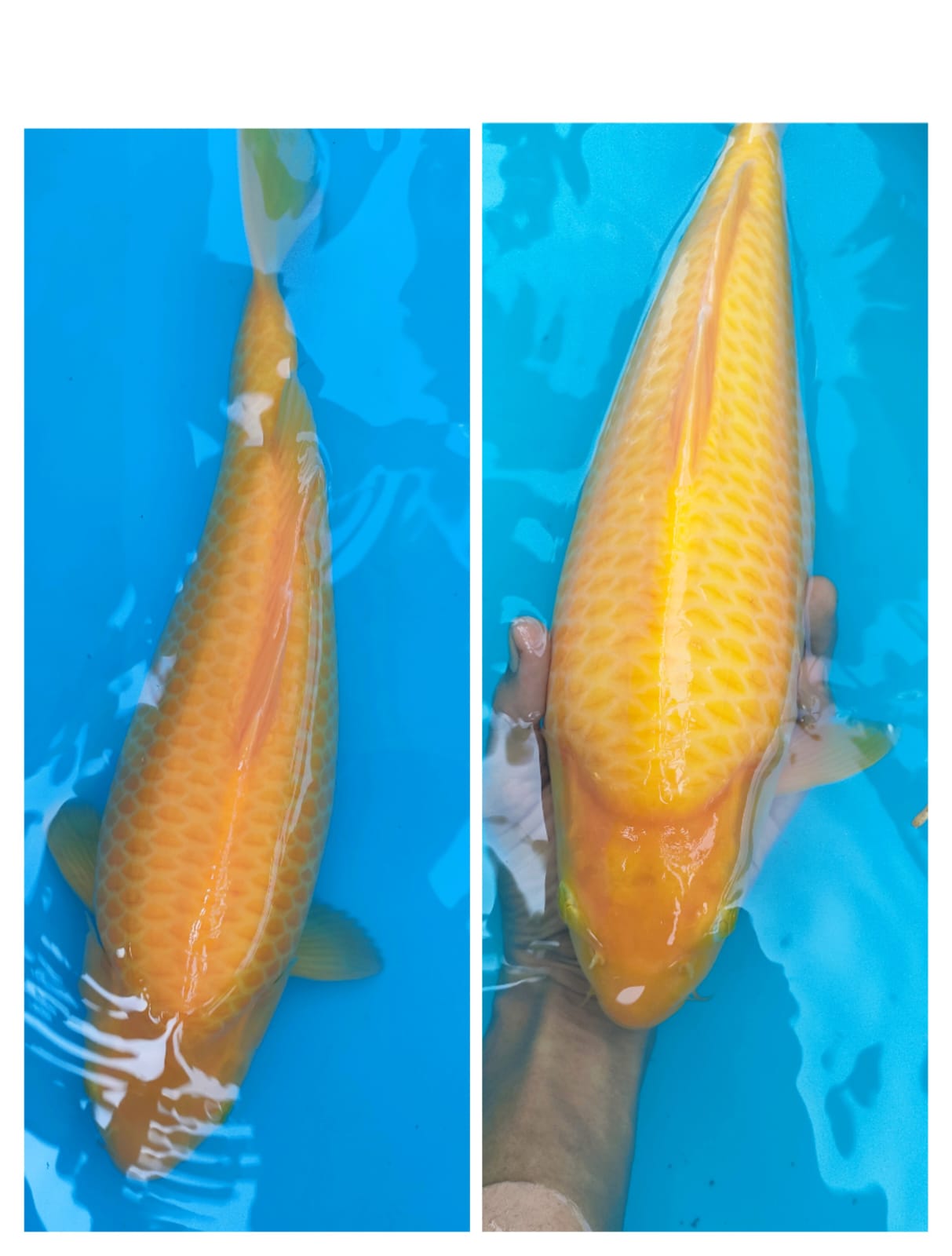 Lelang Koi Online, Jual Beli Ikan Koi, Pasar Koi Terbaik, Agen Lelang Koi, Penawaran Koi Berkualitas, Harga Jual Koi, Lelang Ikan Koi Import, Beli Koi Online, Jual Koi Murah, Koi Showroom, Penjual Koi Terpercaya, Lelang Koi Jakarta, Jual Koi Lokal, Koi Kualitas Unggul, Harga Terbaik Koi, Jual Koi Indukan, Lelang Ikan Hias Koi, Pasar Koi Indonesia, Beli Koi Berkualitas Tinggi, Koi Farm Terbesar, Jual Beli Koi Impor, Lelang Ikan Koi Kualitas Premium, Daftar Harga Koi Terbaru, Pusat Jual Beli Koi, Info Lelang Koi Hari Ini.