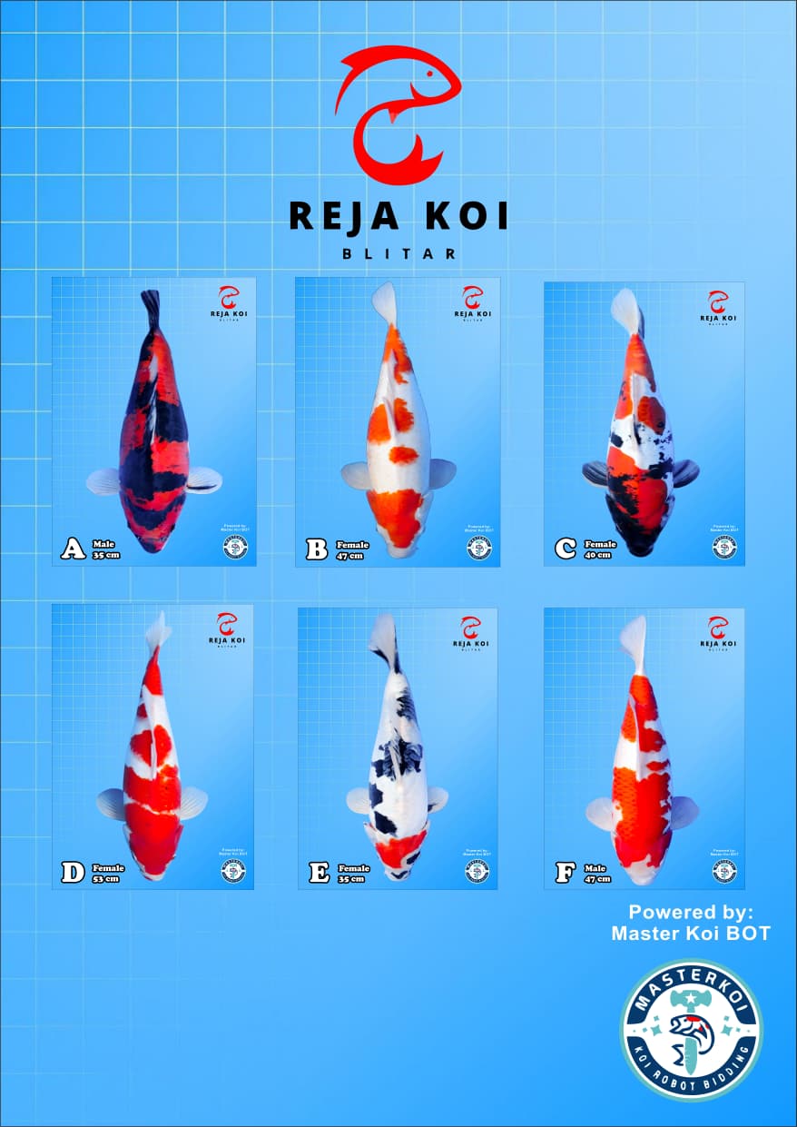 Lelang Koi Online, Jual Beli Ikan Koi, Pasar Koi Terbaik, Agen Lelang Koi, Penawaran Koi Berkualitas, Harga Jual Koi, Lelang Ikan Koi Import, Beli Koi Online, Jual Koi Murah, Koi Showroom, Penjual Koi Terpercaya, Lelang Koi Jakarta, Jual Koi Lokal, Koi Kualitas Unggul, Harga Terbaik Koi, Jual Koi Indukan, Lelang Ikan Hias Koi, Pasar Koi Indonesia, Beli Koi Berkualitas Tinggi, Koi Farm Terbesar, Jual Beli Koi Impor, Lelang Ikan Koi Kualitas Premium, Daftar Harga Koi Terbaru, Pusat Jual Beli Koi, Info Lelang Koi Hari Ini.