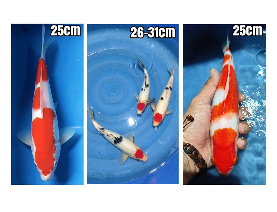 Lelang Koi Online, Jual Beli Ikan Koi, Pasar Koi Terbaik, Agen Lelang Koi, Penawaran Koi Berkualitas, Harga Jual Koi, Lelang Ikan Koi Import, Beli Koi Online, Jual Koi Murah, Koi Showroom, Penjual Koi Terpercaya, Lelang Koi Jakarta, Jual Koi Lokal, Koi Kualitas Unggul, Harga Terbaik Koi, Jual Koi Indukan, Lelang Ikan Hias Koi, Pasar Koi Indonesia, Beli Koi Berkualitas Tinggi, Koi Farm Terbesar, Jual Beli Koi Impor, Lelang Ikan Koi Kualitas Premium, Daftar Harga Koi Terbaru, Pusat Jual Beli Koi, Info Lelang Koi Hari Ini.