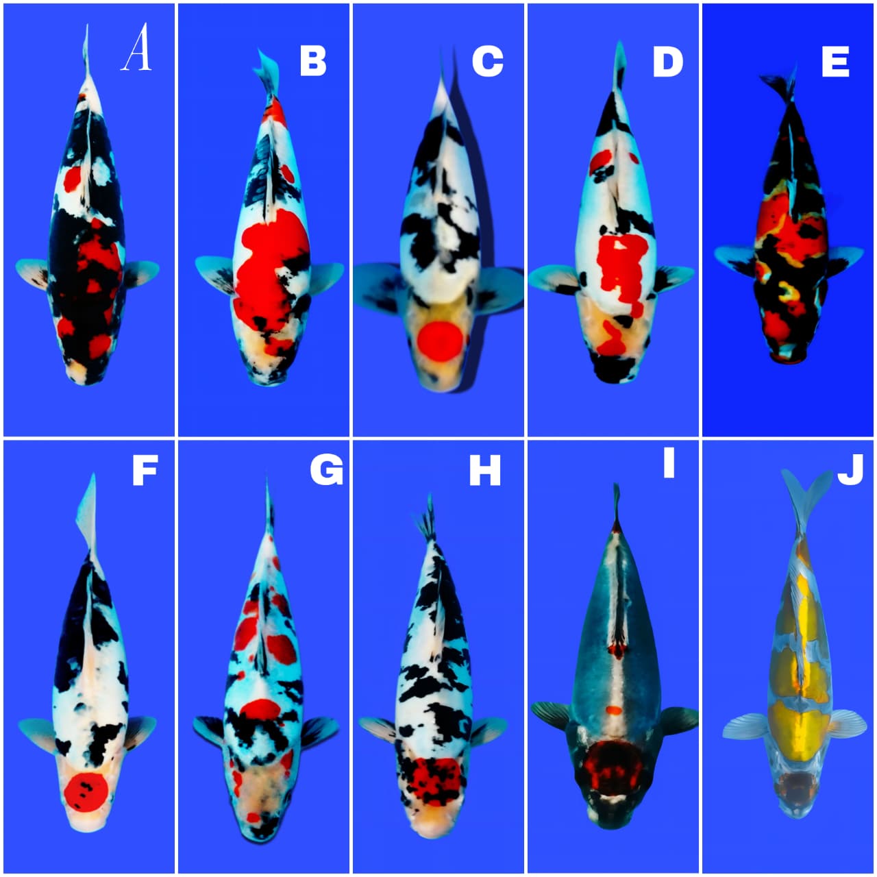 Lelang Koi Online, Jual Beli Ikan Koi, Pasar Koi Terbaik, Agen Lelang Koi, Penawaran Koi Berkualitas, Harga Jual Koi, Lelang Ikan Koi Import, Beli Koi Online, Jual Koi Murah, Koi Showroom, Penjual Koi Terpercaya, Lelang Koi Jakarta, Jual Koi Lokal, Koi Kualitas Unggul, Harga Terbaik Koi, Jual Koi Indukan, Lelang Ikan Hias Koi, Pasar Koi Indonesia, Beli Koi Berkualitas Tinggi, Koi Farm Terbesar, Jual Beli Koi Impor, Lelang Ikan Koi Kualitas Premium, Daftar Harga Koi Terbaru, Pusat Jual Beli Koi, Info Lelang Koi Hari Ini.