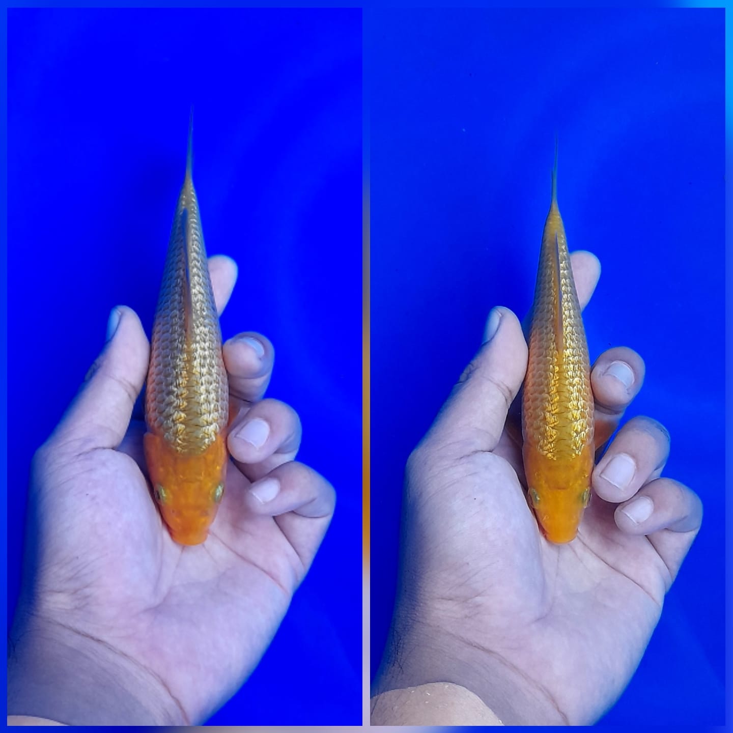 Lelang Koi Online, Jual Beli Ikan Koi, Pasar Koi Terbaik, Agen Lelang Koi, Penawaran Koi Berkualitas, Harga Jual Koi, Lelang Ikan Koi Import, Beli Koi Online, Jual Koi Murah, Koi Showroom, Penjual Koi Terpercaya, Lelang Koi Jakarta, Jual Koi Lokal, Koi Kualitas Unggul, Harga Terbaik Koi, Jual Koi Indukan, Lelang Ikan Hias Koi, Pasar Koi Indonesia, Beli Koi Berkualitas Tinggi, Koi Farm Terbesar, Jual Beli Koi Impor, Lelang Ikan Koi Kualitas Premium, Daftar Harga Koi Terbaru, Pusat Jual Beli Koi, Info Lelang Koi Hari Ini.