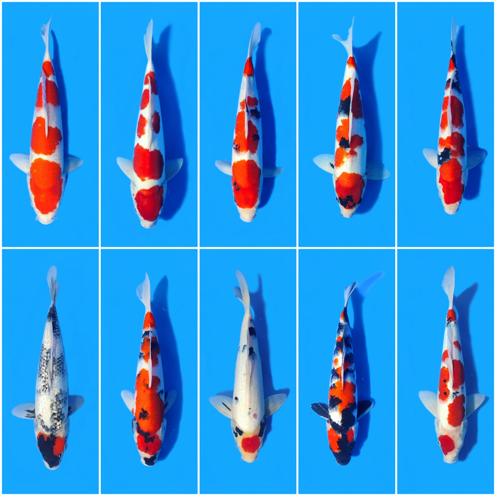 Lelang Koi Online, Jual Beli Ikan Koi, Pasar Koi Terbaik, Agen Lelang Koi, Penawaran Koi Berkualitas, Harga Jual Koi, Lelang Ikan Koi Import, Beli Koi Online, Jual Koi Murah, Koi Showroom, Penjual Koi Terpercaya, Lelang Koi Jakarta, Jual Koi Lokal, Koi Kualitas Unggul, Harga Terbaik Koi, Jual Koi Indukan, Lelang Ikan Hias Koi, Pasar Koi Indonesia, Beli Koi Berkualitas Tinggi, Koi Farm Terbesar, Jual Beli Koi Impor, Lelang Ikan Koi Kualitas Premium, Daftar Harga Koi Terbaru, Pusat Jual Beli Koi, Info Lelang Koi Hari Ini.