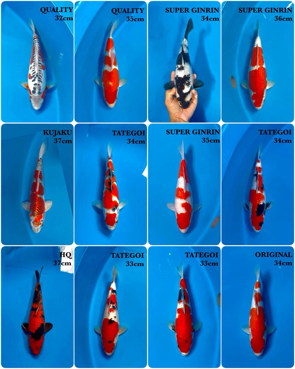 Lelang Koi Online, Jual Beli Ikan Koi, Pasar Koi Terbaik, Agen Lelang Koi, Penawaran Koi Berkualitas, Harga Jual Koi, Lelang Ikan Koi Import, Beli Koi Online, Jual Koi Murah, Koi Showroom, Penjual Koi Terpercaya, Lelang Koi Jakarta, Jual Koi Lokal, Koi Kualitas Unggul, Harga Terbaik Koi, Jual Koi Indukan, Lelang Ikan Hias Koi, Pasar Koi Indonesia, Beli Koi Berkualitas Tinggi, Koi Farm Terbesar, Jual Beli Koi Impor, Lelang Ikan Koi Kualitas Premium, Daftar Harga Koi Terbaru, Pusat Jual Beli Koi, Info Lelang Koi Hari Ini.