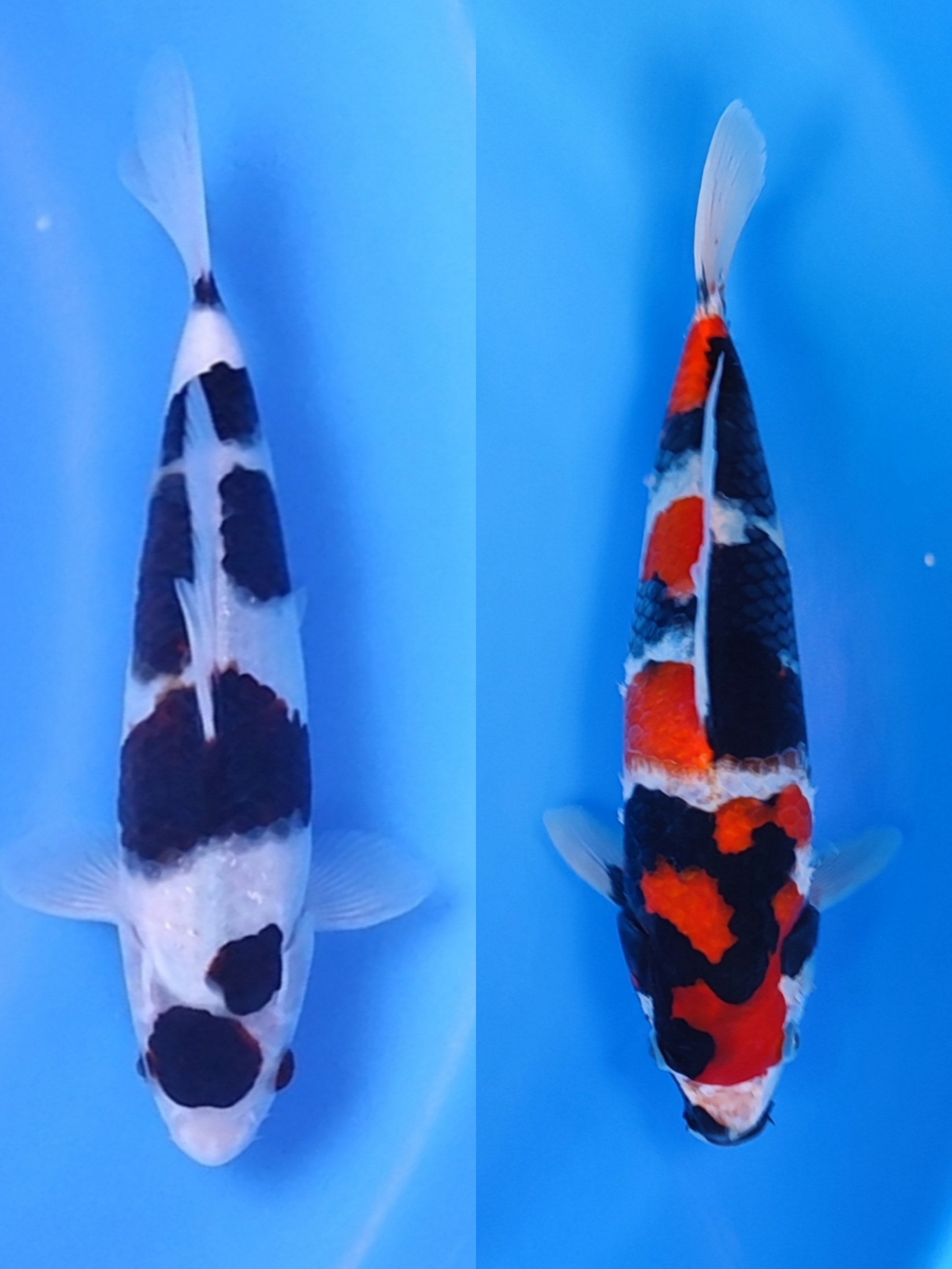 Lelang Koi Online, Jual Beli Ikan Koi, Pasar Koi Terbaik, Agen Lelang Koi, Penawaran Koi Berkualitas, Harga Jual Koi, Lelang Ikan Koi Import, Beli Koi Online, Jual Koi Murah, Koi Showroom, Penjual Koi Terpercaya, Lelang Koi Jakarta, Jual Koi Lokal, Koi Kualitas Unggul, Harga Terbaik Koi, Jual Koi Indukan, Lelang Ikan Hias Koi, Pasar Koi Indonesia, Beli Koi Berkualitas Tinggi, Koi Farm Terbesar, Jual Beli Koi Impor, Lelang Ikan Koi Kualitas Premium, Daftar Harga Koi Terbaru, Pusat Jual Beli Koi, Info Lelang Koi Hari Ini.