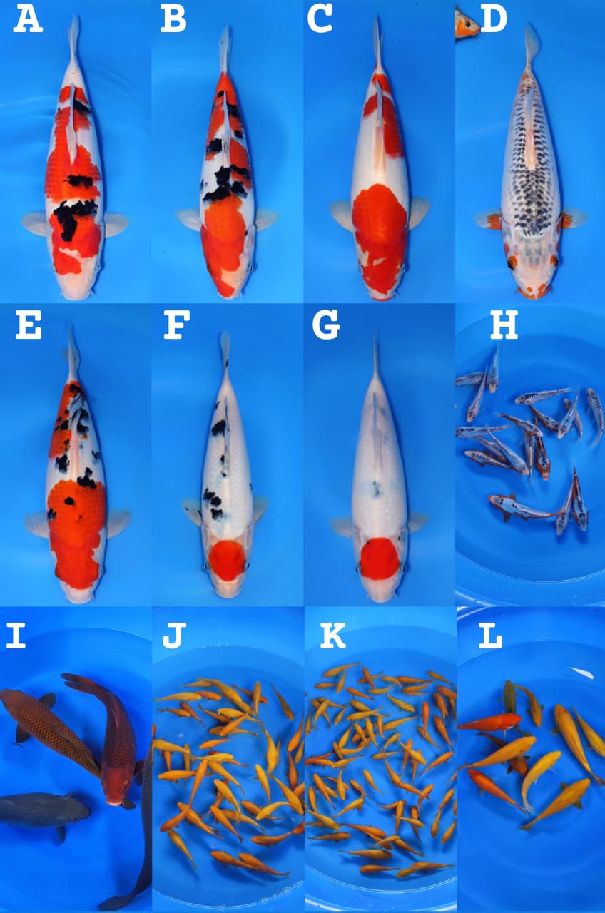 Lelang Koi Online, Jual Beli Ikan Koi, Pasar Koi Terbaik, Agen Lelang Koi, Penawaran Koi Berkualitas, Harga Jual Koi, Lelang Ikan Koi Import, Beli Koi Online, Jual Koi Murah, Koi Showroom, Penjual Koi Terpercaya, Lelang Koi Jakarta, Jual Koi Lokal, Koi Kualitas Unggul, Harga Terbaik Koi, Jual Koi Indukan, Lelang Ikan Hias Koi, Pasar Koi Indonesia, Beli Koi Berkualitas Tinggi, Koi Farm Terbesar, Jual Beli Koi Impor, Lelang Ikan Koi Kualitas Premium, Daftar Harga Koi Terbaru, Pusat Jual Beli Koi, Info Lelang Koi Hari Ini.