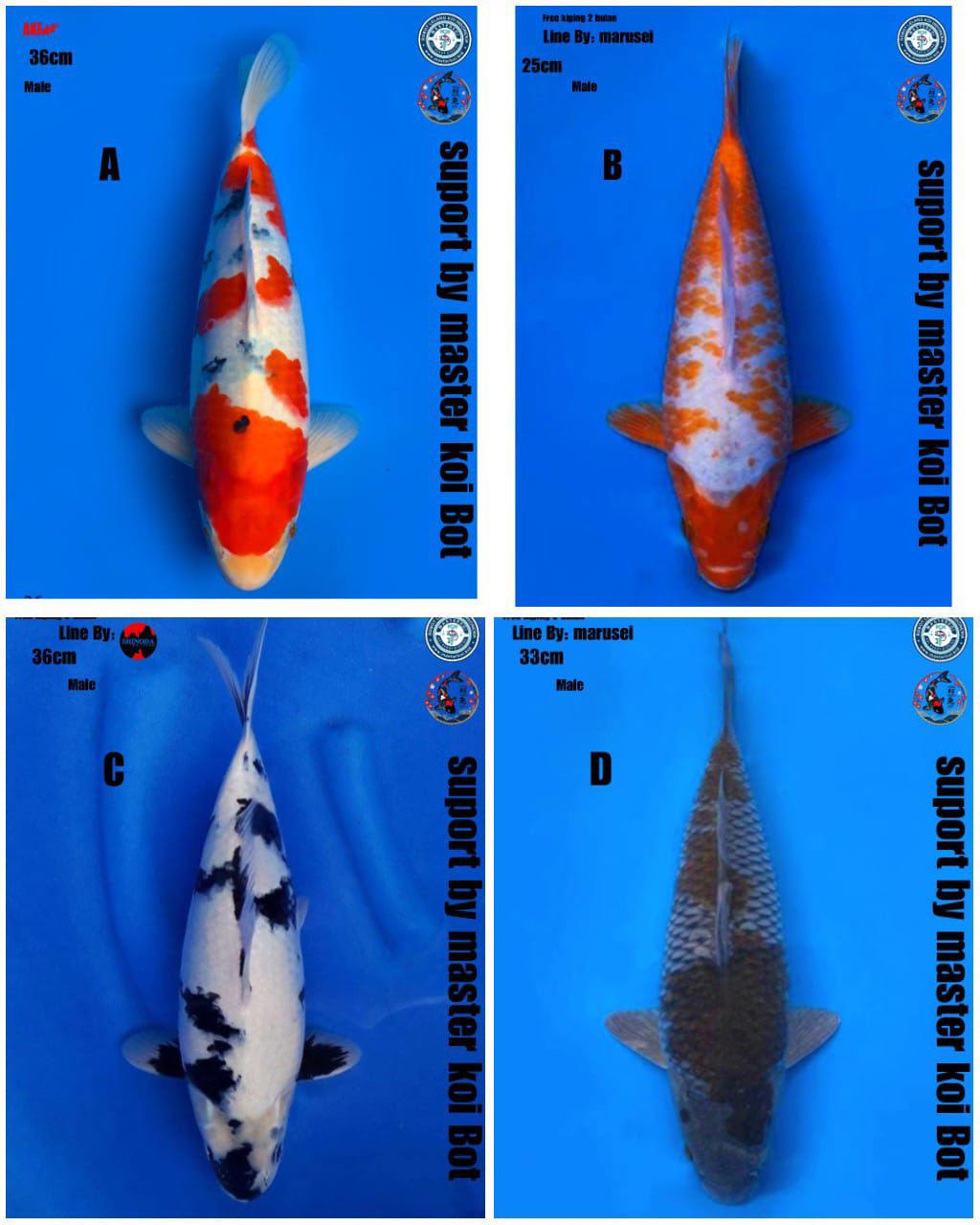 Lelang Koi Online, Jual Beli Ikan Koi, Pasar Koi Terbaik, Agen Lelang Koi, Penawaran Koi Berkualitas, Harga Jual Koi, Lelang Ikan Koi Import, Beli Koi Online, Jual Koi Murah, Koi Showroom, Penjual Koi Terpercaya, Lelang Koi Jakarta, Jual Koi Lokal, Koi Kualitas Unggul, Harga Terbaik Koi, Jual Koi Indukan, Lelang Ikan Hias Koi, Pasar Koi Indonesia, Beli Koi Berkualitas Tinggi, Koi Farm Terbesar, Jual Beli Koi Impor, Lelang Ikan Koi Kualitas Premium, Daftar Harga Koi Terbaru, Pusat Jual Beli Koi, Info Lelang Koi Hari Ini.