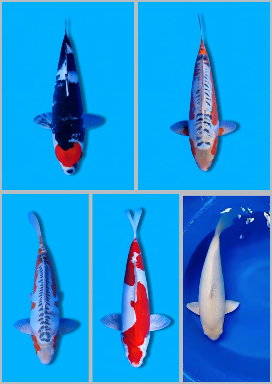 Lelang Koi Online, Jual Beli Ikan Koi, Pasar Koi Terbaik, Agen Lelang Koi, Penawaran Koi Berkualitas, Harga Jual Koi, Lelang Ikan Koi Import, Beli Koi Online, Jual Koi Murah, Koi Showroom, Penjual Koi Terpercaya, Lelang Koi Jakarta, Jual Koi Lokal, Koi Kualitas Unggul, Harga Terbaik Koi, Jual Koi Indukan, Lelang Ikan Hias Koi, Pasar Koi Indonesia, Beli Koi Berkualitas Tinggi, Koi Farm Terbesar, Jual Beli Koi Impor, Lelang Ikan Koi Kualitas Premium, Daftar Harga Koi Terbaru, Pusat Jual Beli Koi, Info Lelang Koi Hari Ini.