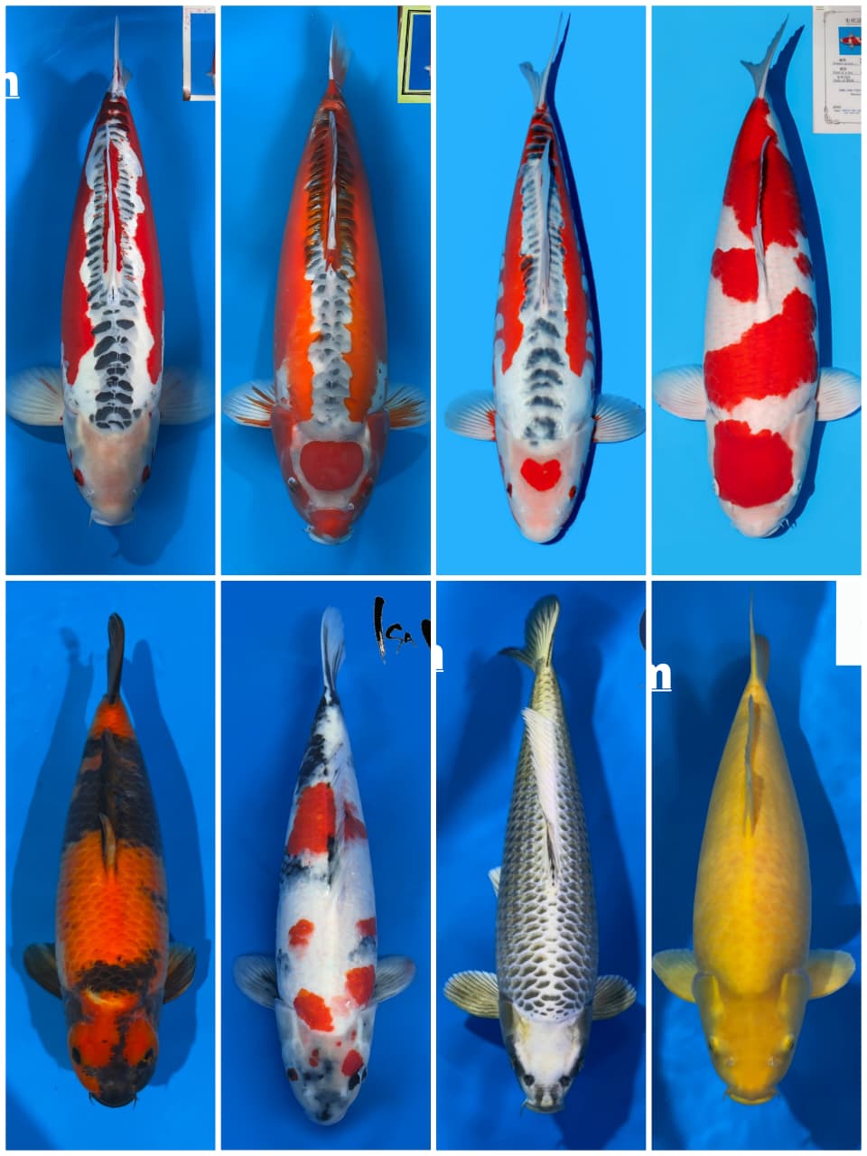 Lelang Koi Online, Jual Beli Ikan Koi, Pasar Koi Terbaik, Agen Lelang Koi, Penawaran Koi Berkualitas, Harga Jual Koi, Lelang Ikan Koi Import, Beli Koi Online, Jual Koi Murah, Koi Showroom, Penjual Koi Terpercaya, Lelang Koi Jakarta, Jual Koi Lokal, Koi Kualitas Unggul, Harga Terbaik Koi, Jual Koi Indukan, Lelang Ikan Hias Koi, Pasar Koi Indonesia, Beli Koi Berkualitas Tinggi, Koi Farm Terbesar, Jual Beli Koi Impor, Lelang Ikan Koi Kualitas Premium, Daftar Harga Koi Terbaru, Pusat Jual Beli Koi, Info Lelang Koi Hari Ini.