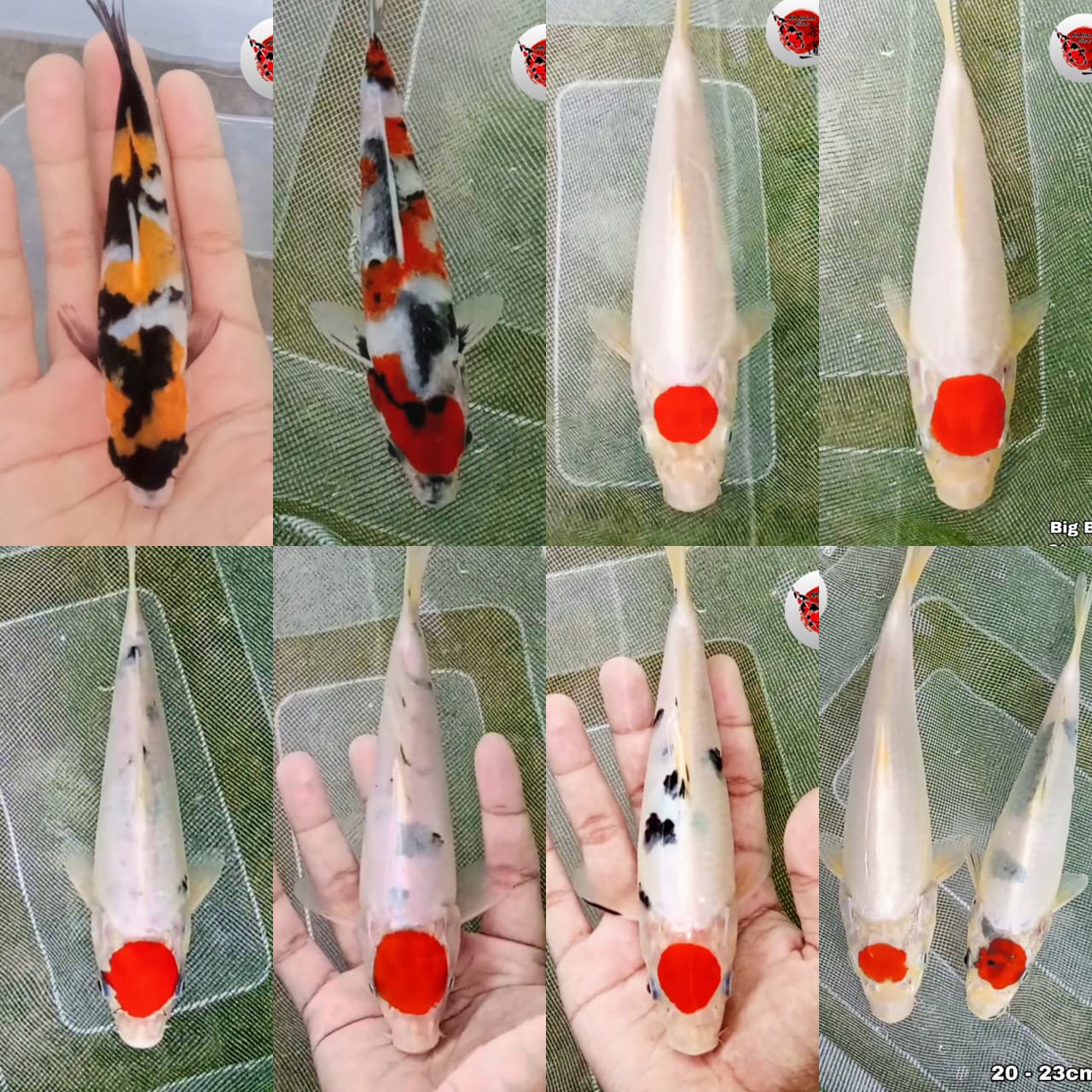 Lelang Koi Online, Jual Beli Ikan Koi, Pasar Koi Terbaik, Agen Lelang Koi, Penawaran Koi Berkualitas, Harga Jual Koi, Lelang Ikan Koi Import, Beli Koi Online, Jual Koi Murah, Koi Showroom, Penjual Koi Terpercaya, Lelang Koi Jakarta, Jual Koi Lokal, Koi Kualitas Unggul, Harga Terbaik Koi, Jual Koi Indukan, Lelang Ikan Hias Koi, Pasar Koi Indonesia, Beli Koi Berkualitas Tinggi, Koi Farm Terbesar, Jual Beli Koi Impor, Lelang Ikan Koi Kualitas Premium, Daftar Harga Koi Terbaru, Pusat Jual Beli Koi, Info Lelang Koi Hari Ini.