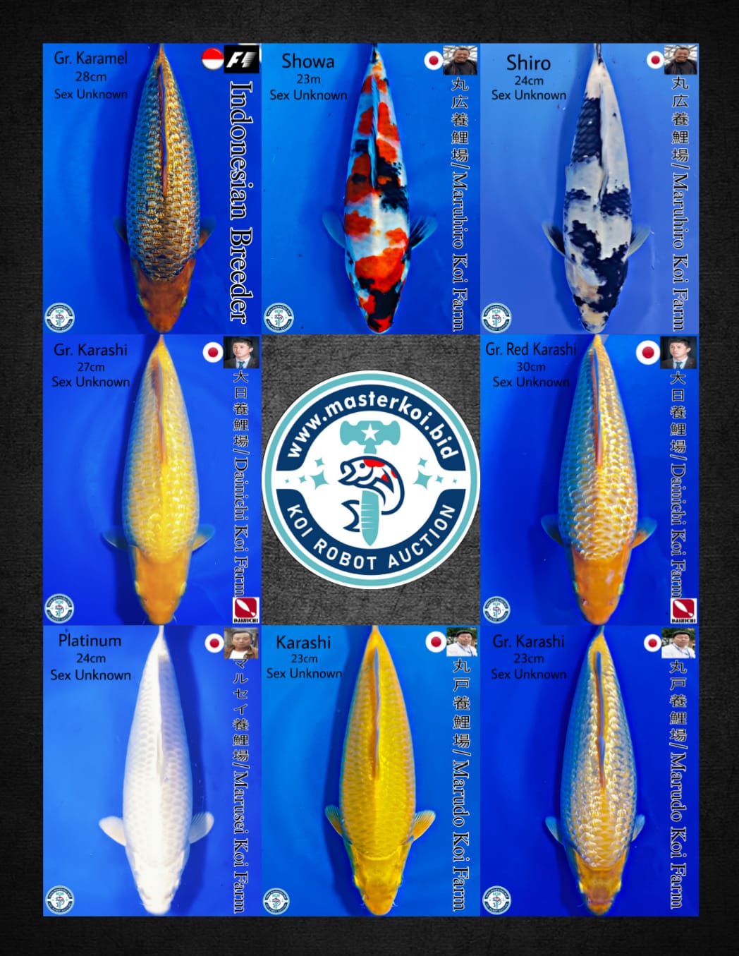 Lelang Koi Online, Jual Beli Ikan Koi, Pasar Koi Terbaik, Agen Lelang Koi, Penawaran Koi Berkualitas, Harga Jual Koi, Lelang Ikan Koi Import, Beli Koi Online, Jual Koi Murah, Koi Showroom, Penjual Koi Terpercaya, Lelang Koi Jakarta, Jual Koi Lokal, Koi Kualitas Unggul, Harga Terbaik Koi, Jual Koi Indukan, Lelang Ikan Hias Koi, Pasar Koi Indonesia, Beli Koi Berkualitas Tinggi, Koi Farm Terbesar, Jual Beli Koi Impor, Lelang Ikan Koi Kualitas Premium, Daftar Harga Koi Terbaru, Pusat Jual Beli Koi, Info Lelang Koi Hari Ini.