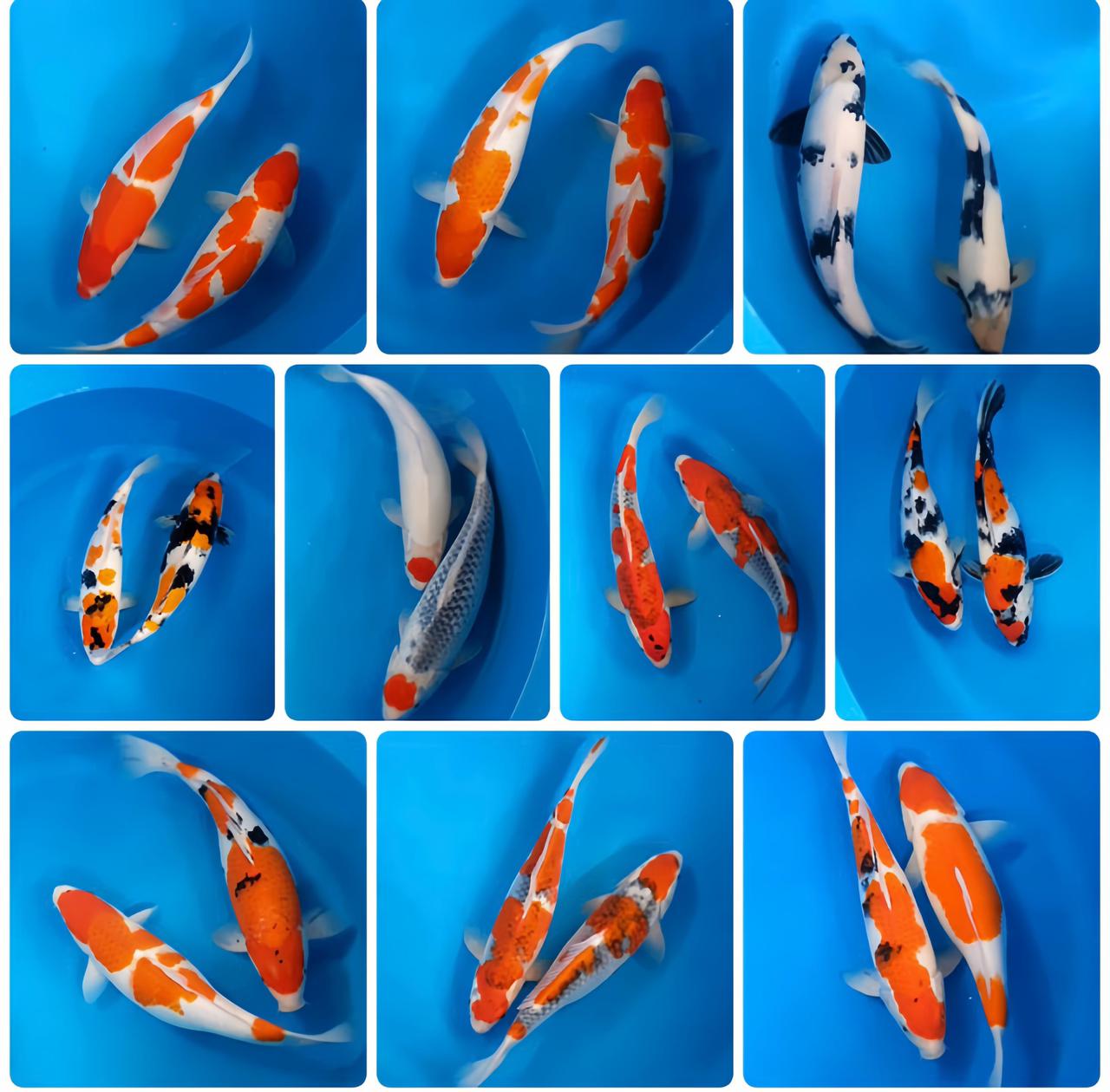 Lelang Koi Online, Jual Beli Ikan Koi, Pasar Koi Terbaik, Agen Lelang Koi, Penawaran Koi Berkualitas, Harga Jual Koi, Lelang Ikan Koi Import, Beli Koi Online, Jual Koi Murah, Koi Showroom, Penjual Koi Terpercaya, Lelang Koi Jakarta, Jual Koi Lokal, Koi Kualitas Unggul, Harga Terbaik Koi, Jual Koi Indukan, Lelang Ikan Hias Koi, Pasar Koi Indonesia, Beli Koi Berkualitas Tinggi, Koi Farm Terbesar, Jual Beli Koi Impor, Lelang Ikan Koi Kualitas Premium, Daftar Harga Koi Terbaru, Pusat Jual Beli Koi, Info Lelang Koi Hari Ini.