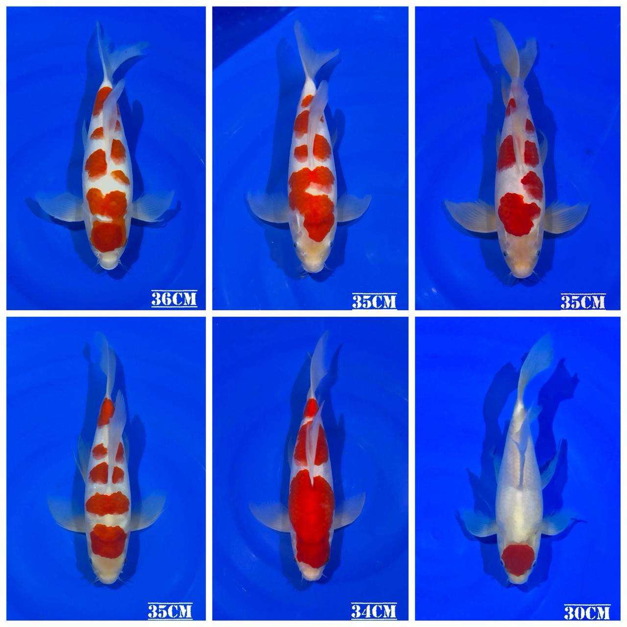 Lelang Koi Online, Jual Beli Ikan Koi, Pasar Koi Terbaik, Agen Lelang Koi, Penawaran Koi Berkualitas, Harga Jual Koi, Lelang Ikan Koi Import, Beli Koi Online, Jual Koi Murah, Koi Showroom, Penjual Koi Terpercaya, Lelang Koi Jakarta, Jual Koi Lokal, Koi Kualitas Unggul, Harga Terbaik Koi, Jual Koi Indukan, Lelang Ikan Hias Koi, Pasar Koi Indonesia, Beli Koi Berkualitas Tinggi, Koi Farm Terbesar, Jual Beli Koi Impor, Lelang Ikan Koi Kualitas Premium, Daftar Harga Koi Terbaru, Pusat Jual Beli Koi, Info Lelang Koi Hari Ini.