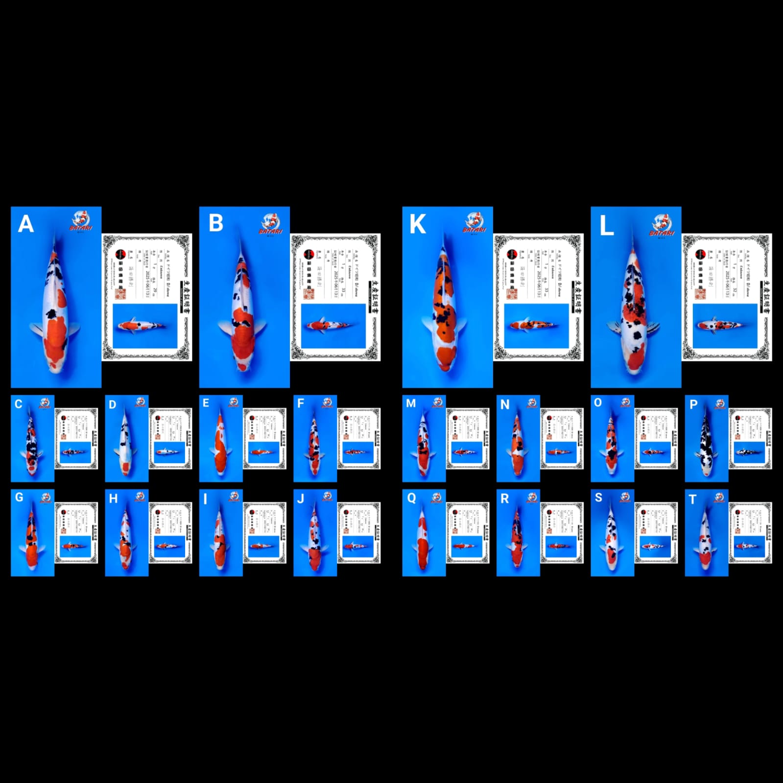 Lelang Koi Online, Jual Beli Ikan Koi, Pasar Koi Terbaik, Agen Lelang Koi, Penawaran Koi Berkualitas, Harga Jual Koi, Lelang Ikan Koi Import, Beli Koi Online, Jual Koi Murah, Koi Showroom, Penjual Koi Terpercaya, Lelang Koi Jakarta, Jual Koi Lokal, Koi Kualitas Unggul, Harga Terbaik Koi, Jual Koi Indukan, Lelang Ikan Hias Koi, Pasar Koi Indonesia, Beli Koi Berkualitas Tinggi, Koi Farm Terbesar, Jual Beli Koi Impor, Lelang Ikan Koi Kualitas Premium, Daftar Harga Koi Terbaru, Pusat Jual Beli Koi, Info Lelang Koi Hari Ini.