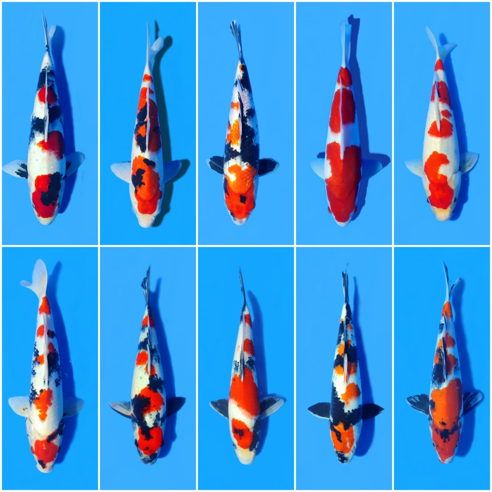 Lelang Koi Online, Jual Beli Ikan Koi, Pasar Koi Terbaik, Agen Lelang Koi, Penawaran Koi Berkualitas, Harga Jual Koi, Lelang Ikan Koi Import, Beli Koi Online, Jual Koi Murah, Koi Showroom, Penjual Koi Terpercaya, Lelang Koi Jakarta, Jual Koi Lokal, Koi Kualitas Unggul, Harga Terbaik Koi, Jual Koi Indukan, Lelang Ikan Hias Koi, Pasar Koi Indonesia, Beli Koi Berkualitas Tinggi, Koi Farm Terbesar, Jual Beli Koi Impor, Lelang Ikan Koi Kualitas Premium, Daftar Harga Koi Terbaru, Pusat Jual Beli Koi, Info Lelang Koi Hari Ini.