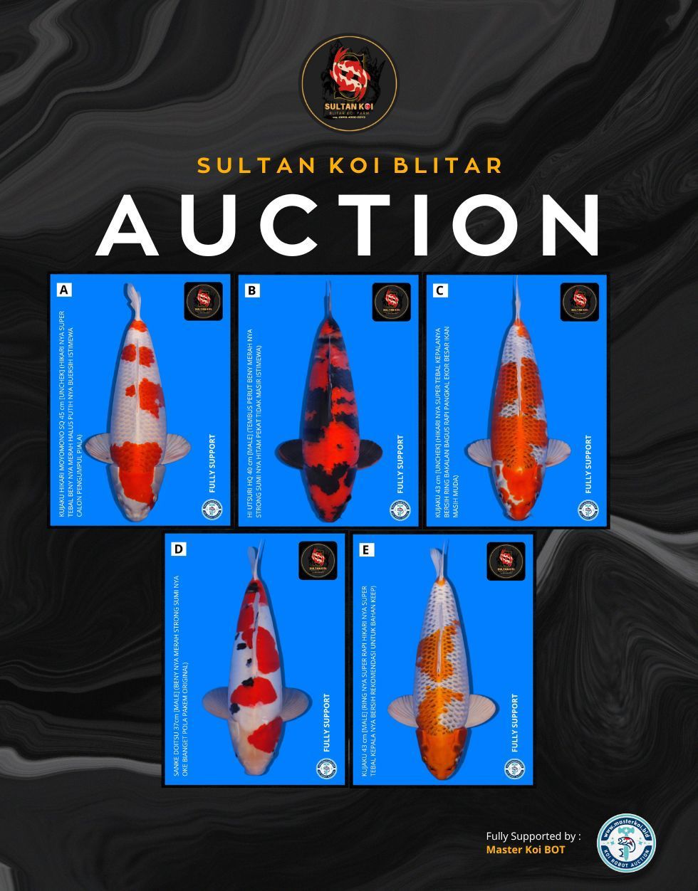 Lelang Koi Online, Jual Beli Ikan Koi, Pasar Koi Terbaik, Agen Lelang Koi, Penawaran Koi Berkualitas, Harga Jual Koi, Lelang Ikan Koi Import, Beli Koi Online, Jual Koi Murah, Koi Showroom, Penjual Koi Terpercaya, Lelang Koi Jakarta, Jual Koi Lokal, Koi Kualitas Unggul, Harga Terbaik Koi, Jual Koi Indukan, Lelang Ikan Hias Koi, Pasar Koi Indonesia, Beli Koi Berkualitas Tinggi, Koi Farm Terbesar, Jual Beli Koi Impor, Lelang Ikan Koi Kualitas Premium, Daftar Harga Koi Terbaru, Pusat Jual Beli Koi, Info Lelang Koi Hari Ini.