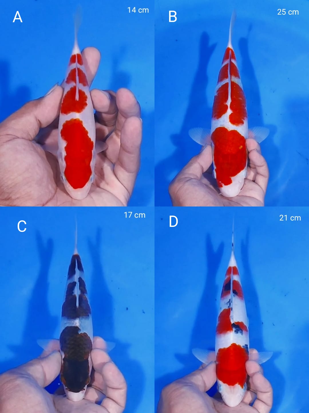 Lelang Koi Online, Jual Beli Ikan Koi, Pasar Koi Terbaik, Agen Lelang Koi, Penawaran Koi Berkualitas, Harga Jual Koi, Lelang Ikan Koi Import, Beli Koi Online, Jual Koi Murah, Koi Showroom, Penjual Koi Terpercaya, Lelang Koi Jakarta, Jual Koi Lokal, Koi Kualitas Unggul, Harga Terbaik Koi, Jual Koi Indukan, Lelang Ikan Hias Koi, Pasar Koi Indonesia, Beli Koi Berkualitas Tinggi, Koi Farm Terbesar, Jual Beli Koi Impor, Lelang Ikan Koi Kualitas Premium, Daftar Harga Koi Terbaru, Pusat Jual Beli Koi, Info Lelang Koi Hari Ini.