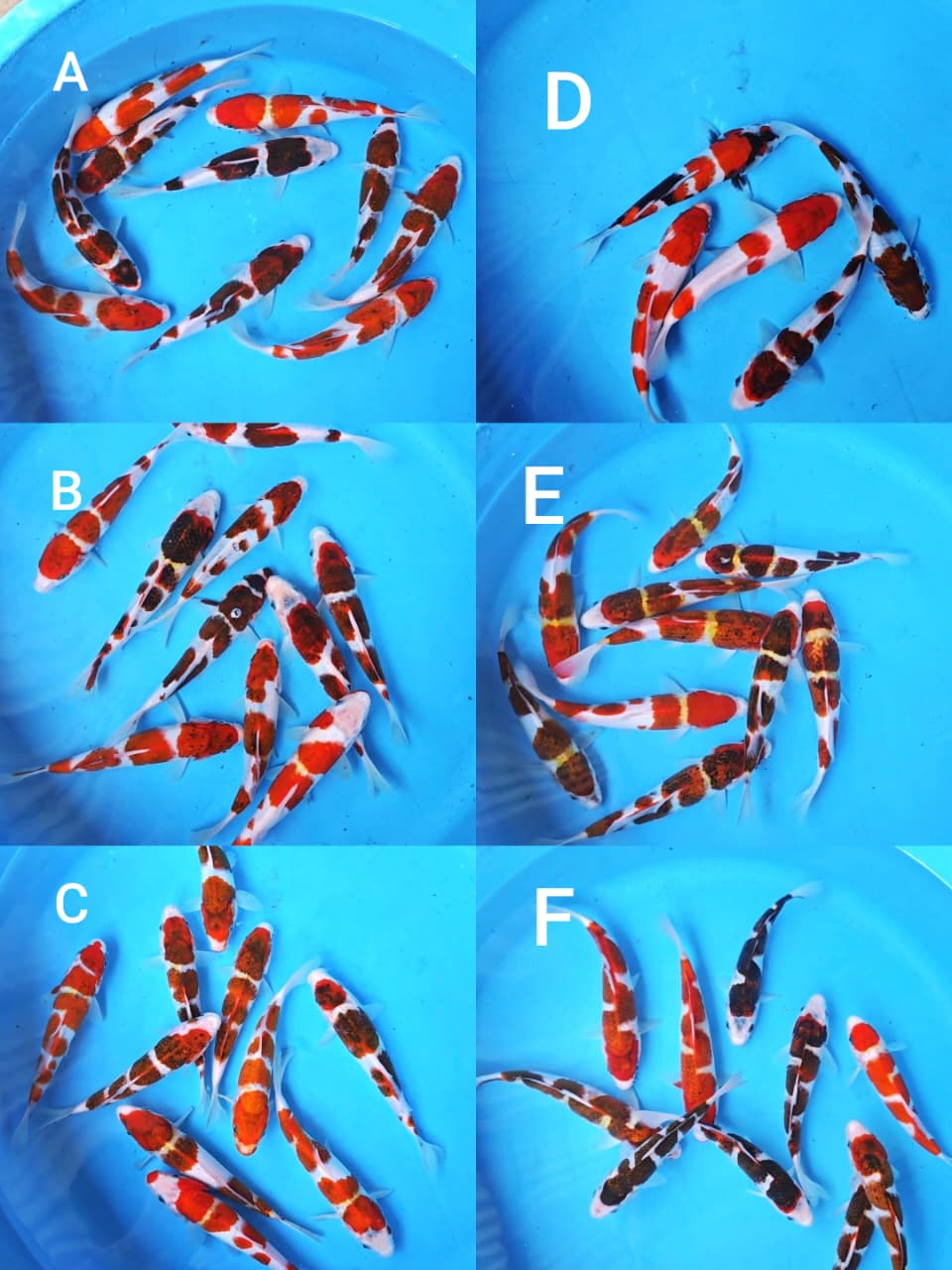 Lelang Koi Online, Jual Beli Ikan Koi, Pasar Koi Terbaik, Agen Lelang Koi, Penawaran Koi Berkualitas, Harga Jual Koi, Lelang Ikan Koi Import, Beli Koi Online, Jual Koi Murah, Koi Showroom, Penjual Koi Terpercaya, Lelang Koi Jakarta, Jual Koi Lokal, Koi Kualitas Unggul, Harga Terbaik Koi, Jual Koi Indukan, Lelang Ikan Hias Koi, Pasar Koi Indonesia, Beli Koi Berkualitas Tinggi, Koi Farm Terbesar, Jual Beli Koi Impor, Lelang Ikan Koi Kualitas Premium, Daftar Harga Koi Terbaru, Pusat Jual Beli Koi, Info Lelang Koi Hari Ini.