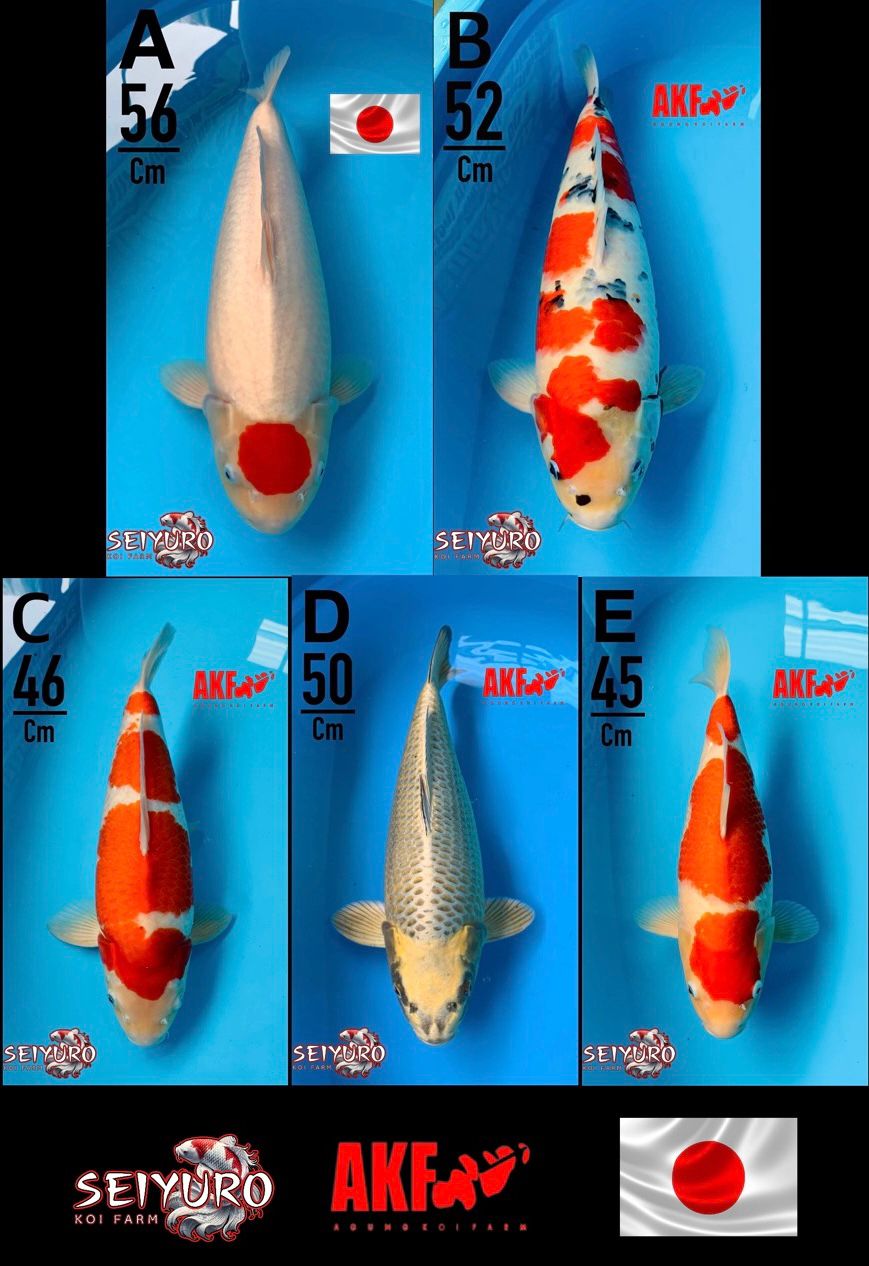 Lelang Koi Online, Jual Beli Ikan Koi, Pasar Koi Terbaik, Agen Lelang Koi, Penawaran Koi Berkualitas, Harga Jual Koi, Lelang Ikan Koi Import, Beli Koi Online, Jual Koi Murah, Koi Showroom, Penjual Koi Terpercaya, Lelang Koi Jakarta, Jual Koi Lokal, Koi Kualitas Unggul, Harga Terbaik Koi, Jual Koi Indukan, Lelang Ikan Hias Koi, Pasar Koi Indonesia, Beli Koi Berkualitas Tinggi, Koi Farm Terbesar, Jual Beli Koi Impor, Lelang Ikan Koi Kualitas Premium, Daftar Harga Koi Terbaru, Pusat Jual Beli Koi, Info Lelang Koi Hari Ini.