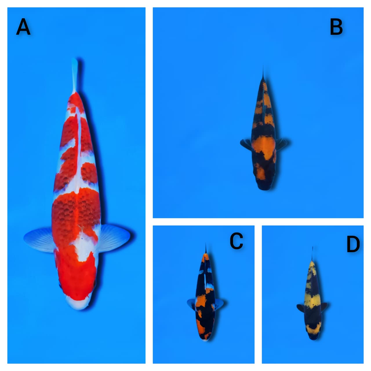 Lelang Koi Online, Jual Beli Ikan Koi, Pasar Koi Terbaik, Agen Lelang Koi, Penawaran Koi Berkualitas, Harga Jual Koi, Lelang Ikan Koi Import, Beli Koi Online, Jual Koi Murah, Koi Showroom, Penjual Koi Terpercaya, Lelang Koi Jakarta, Jual Koi Lokal, Koi Kualitas Unggul, Harga Terbaik Koi, Jual Koi Indukan, Lelang Ikan Hias Koi, Pasar Koi Indonesia, Beli Koi Berkualitas Tinggi, Koi Farm Terbesar, Jual Beli Koi Impor, Lelang Ikan Koi Kualitas Premium, Daftar Harga Koi Terbaru, Pusat Jual Beli Koi, Info Lelang Koi Hari Ini.