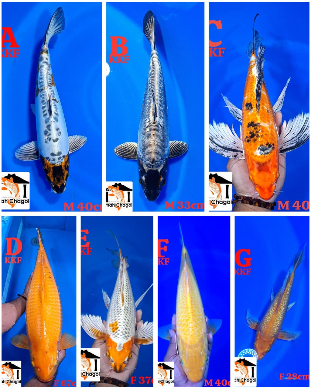 Lelang Koi Online, Jual Beli Ikan Koi, Pasar Koi Terbaik, Agen Lelang Koi, Penawaran Koi Berkualitas, Harga Jual Koi, Lelang Ikan Koi Import, Beli Koi Online, Jual Koi Murah, Koi Showroom, Penjual Koi Terpercaya, Lelang Koi Jakarta, Jual Koi Lokal, Koi Kualitas Unggul, Harga Terbaik Koi, Jual Koi Indukan, Lelang Ikan Hias Koi, Pasar Koi Indonesia, Beli Koi Berkualitas Tinggi, Koi Farm Terbesar, Jual Beli Koi Impor, Lelang Ikan Koi Kualitas Premium, Daftar Harga Koi Terbaru, Pusat Jual Beli Koi, Info Lelang Koi Hari Ini.