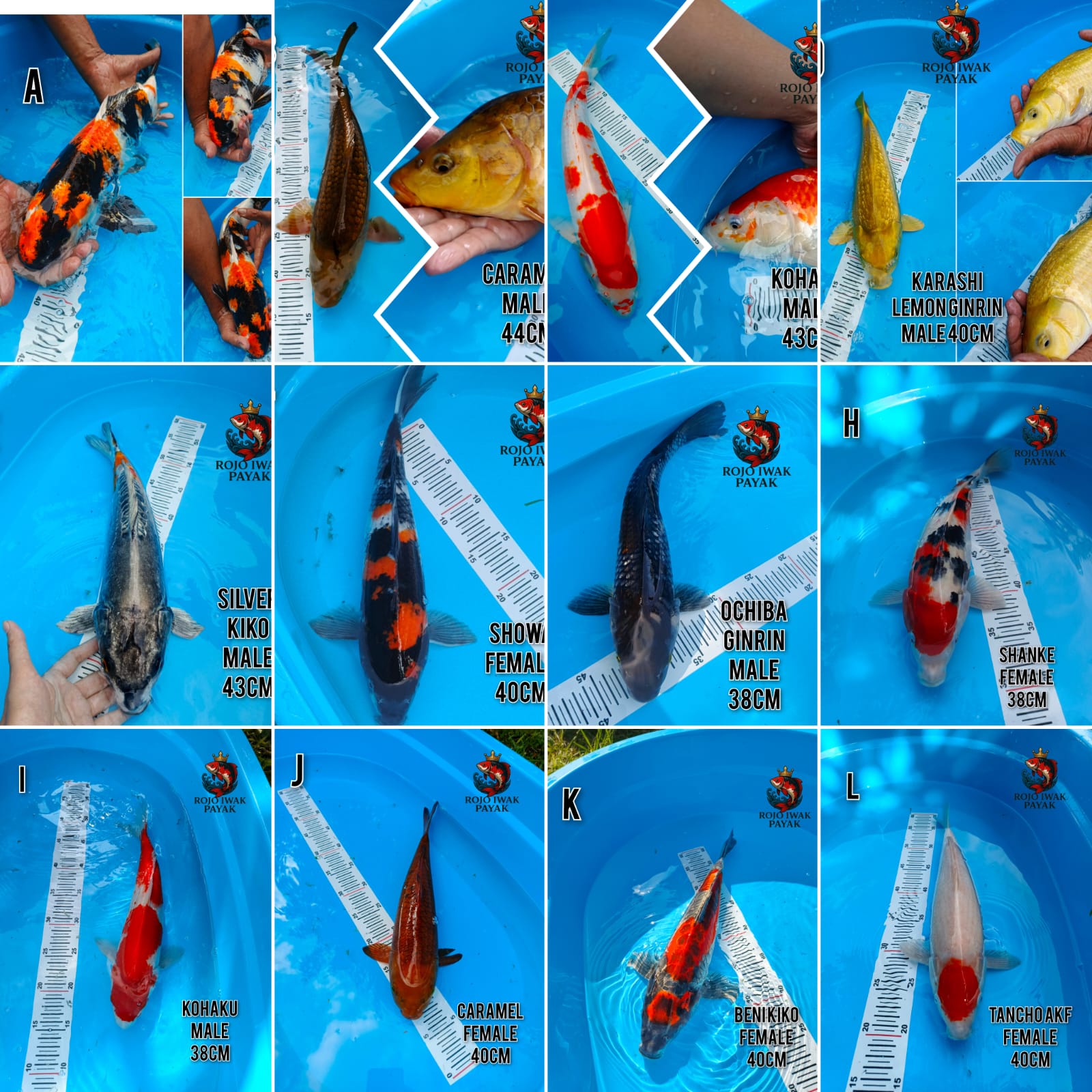 Lelang Koi Online, Jual Beli Ikan Koi, Pasar Koi Terbaik, Agen Lelang Koi, Penawaran Koi Berkualitas, Harga Jual Koi, Lelang Ikan Koi Import, Beli Koi Online, Jual Koi Murah, Koi Showroom, Penjual Koi Terpercaya, Lelang Koi Jakarta, Jual Koi Lokal, Koi Kualitas Unggul, Harga Terbaik Koi, Jual Koi Indukan, Lelang Ikan Hias Koi, Pasar Koi Indonesia, Beli Koi Berkualitas Tinggi, Koi Farm Terbesar, Jual Beli Koi Impor, Lelang Ikan Koi Kualitas Premium, Daftar Harga Koi Terbaru, Pusat Jual Beli Koi, Info Lelang Koi Hari Ini.