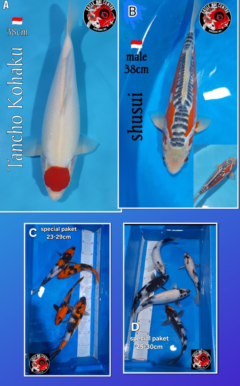 Lelang Koi Online, Jual Beli Ikan Koi, Pasar Koi Terbaik, Agen Lelang Koi, Penawaran Koi Berkualitas, Harga Jual Koi, Lelang Ikan Koi Import, Beli Koi Online, Jual Koi Murah, Koi Showroom, Penjual Koi Terpercaya, Lelang Koi Jakarta, Jual Koi Lokal, Koi Kualitas Unggul, Harga Terbaik Koi, Jual Koi Indukan, Lelang Ikan Hias Koi, Pasar Koi Indonesia, Beli Koi Berkualitas Tinggi, Koi Farm Terbesar, Jual Beli Koi Impor, Lelang Ikan Koi Kualitas Premium, Daftar Harga Koi Terbaru, Pusat Jual Beli Koi, Info Lelang Koi Hari Ini.