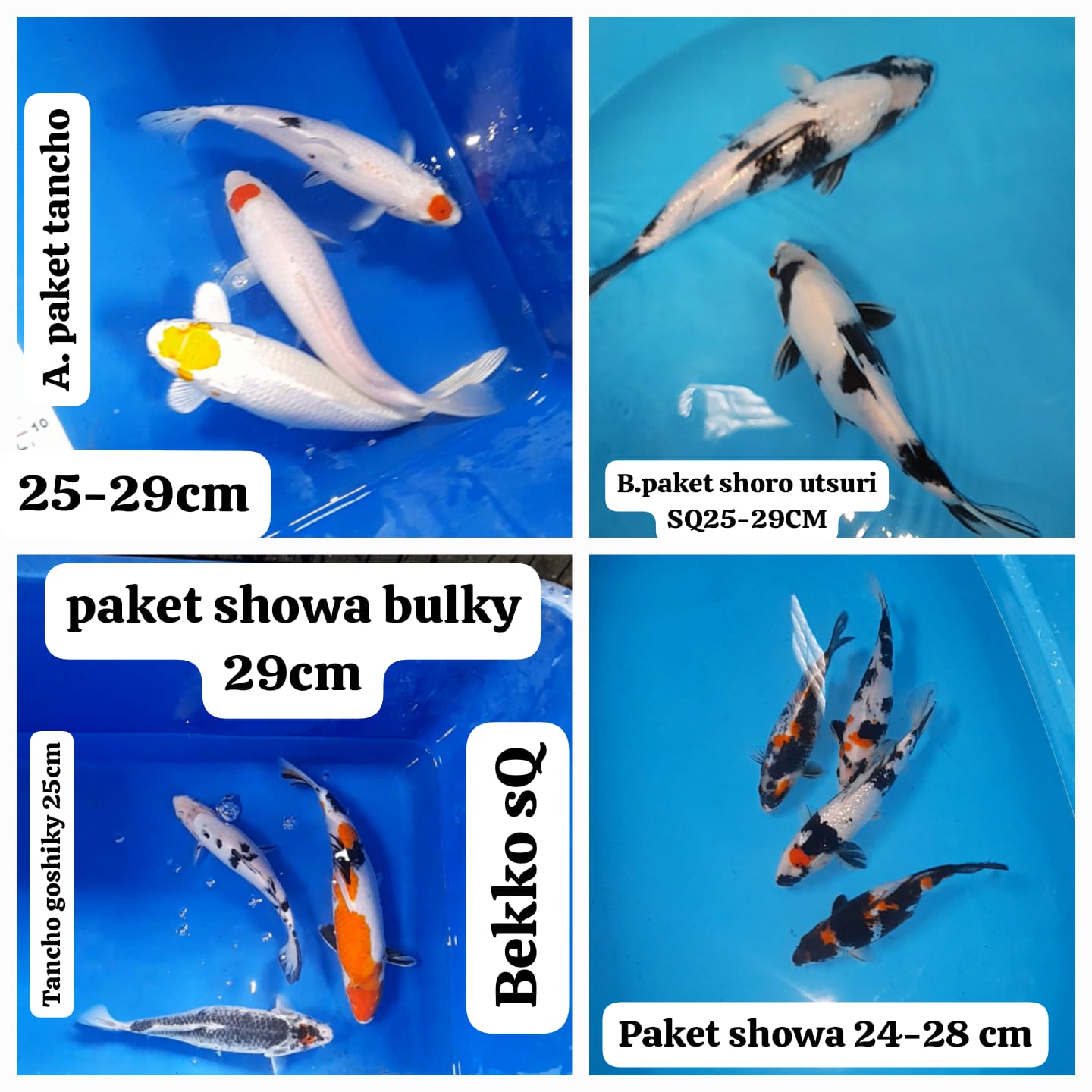 Lelang Koi Online, Jual Beli Ikan Koi, Pasar Koi Terbaik, Agen Lelang Koi, Penawaran Koi Berkualitas, Harga Jual Koi, Lelang Ikan Koi Import, Beli Koi Online, Jual Koi Murah, Koi Showroom, Penjual Koi Terpercaya, Lelang Koi Jakarta, Jual Koi Lokal, Koi Kualitas Unggul, Harga Terbaik Koi, Jual Koi Indukan, Lelang Ikan Hias Koi, Pasar Koi Indonesia, Beli Koi Berkualitas Tinggi, Koi Farm Terbesar, Jual Beli Koi Impor, Lelang Ikan Koi Kualitas Premium, Daftar Harga Koi Terbaru, Pusat Jual Beli Koi, Info Lelang Koi Hari Ini.