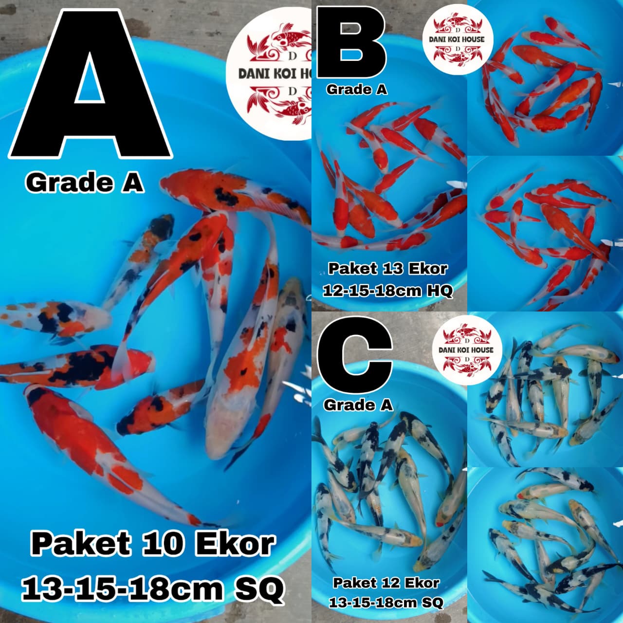 Lelang Koi Online, Jual Beli Ikan Koi, Pasar Koi Terbaik, Agen Lelang Koi, Penawaran Koi Berkualitas, Harga Jual Koi, Lelang Ikan Koi Import, Beli Koi Online, Jual Koi Murah, Koi Showroom, Penjual Koi Terpercaya, Lelang Koi Jakarta, Jual Koi Lokal, Koi Kualitas Unggul, Harga Terbaik Koi, Jual Koi Indukan, Lelang Ikan Hias Koi, Pasar Koi Indonesia, Beli Koi Berkualitas Tinggi, Koi Farm Terbesar, Jual Beli Koi Impor, Lelang Ikan Koi Kualitas Premium, Daftar Harga Koi Terbaru, Pusat Jual Beli Koi, Info Lelang Koi Hari Ini.