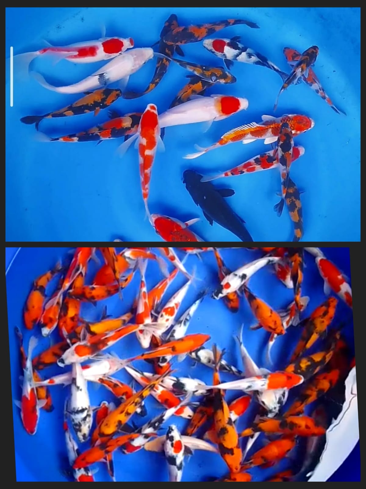 Lelang Koi Online, Jual Beli Ikan Koi, Pasar Koi Terbaik, Agen Lelang Koi, Penawaran Koi Berkualitas, Harga Jual Koi, Lelang Ikan Koi Import, Beli Koi Online, Jual Koi Murah, Koi Showroom, Penjual Koi Terpercaya, Lelang Koi Jakarta, Jual Koi Lokal, Koi Kualitas Unggul, Harga Terbaik Koi, Jual Koi Indukan, Lelang Ikan Hias Koi, Pasar Koi Indonesia, Beli Koi Berkualitas Tinggi, Koi Farm Terbesar, Jual Beli Koi Impor, Lelang Ikan Koi Kualitas Premium, Daftar Harga Koi Terbaru, Pusat Jual Beli Koi, Info Lelang Koi Hari Ini.