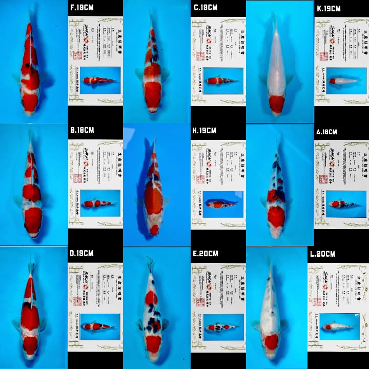 Lelang Koi Online, Jual Beli Ikan Koi, Pasar Koi Terbaik, Agen Lelang Koi, Penawaran Koi Berkualitas, Harga Jual Koi, Lelang Ikan Koi Import, Beli Koi Online, Jual Koi Murah, Koi Showroom, Penjual Koi Terpercaya, Lelang Koi Jakarta, Jual Koi Lokal, Koi Kualitas Unggul, Harga Terbaik Koi, Jual Koi Indukan, Lelang Ikan Hias Koi, Pasar Koi Indonesia, Beli Koi Berkualitas Tinggi, Koi Farm Terbesar, Jual Beli Koi Impor, Lelang Ikan Koi Kualitas Premium, Daftar Harga Koi Terbaru, Pusat Jual Beli Koi, Info Lelang Koi Hari Ini.