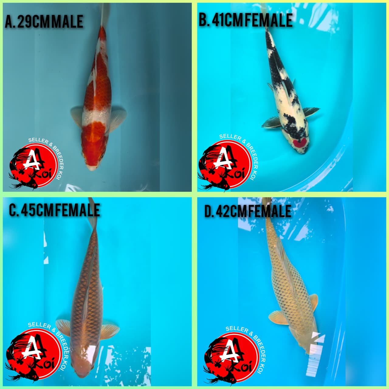 Lelang Koi Online, Jual Beli Ikan Koi, Pasar Koi Terbaik, Agen Lelang Koi, Penawaran Koi Berkualitas, Harga Jual Koi, Lelang Ikan Koi Import, Beli Koi Online, Jual Koi Murah, Koi Showroom, Penjual Koi Terpercaya, Lelang Koi Jakarta, Jual Koi Lokal, Koi Kualitas Unggul, Harga Terbaik Koi, Jual Koi Indukan, Lelang Ikan Hias Koi, Pasar Koi Indonesia, Beli Koi Berkualitas Tinggi, Koi Farm Terbesar, Jual Beli Koi Impor, Lelang Ikan Koi Kualitas Premium, Daftar Harga Koi Terbaru, Pusat Jual Beli Koi, Info Lelang Koi Hari Ini.