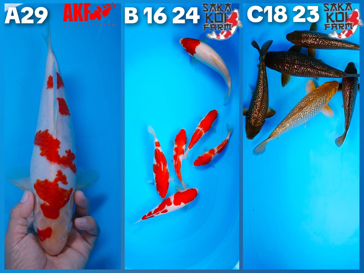 Lelang Koi Online, Jual Beli Ikan Koi, Pasar Koi Terbaik, Agen Lelang Koi, Penawaran Koi Berkualitas, Harga Jual Koi, Lelang Ikan Koi Import, Beli Koi Online, Jual Koi Murah, Koi Showroom, Penjual Koi Terpercaya, Lelang Koi Jakarta, Jual Koi Lokal, Koi Kualitas Unggul, Harga Terbaik Koi, Jual Koi Indukan, Lelang Ikan Hias Koi, Pasar Koi Indonesia, Beli Koi Berkualitas Tinggi, Koi Farm Terbesar, Jual Beli Koi Impor, Lelang Ikan Koi Kualitas Premium, Daftar Harga Koi Terbaru, Pusat Jual Beli Koi, Info Lelang Koi Hari Ini.