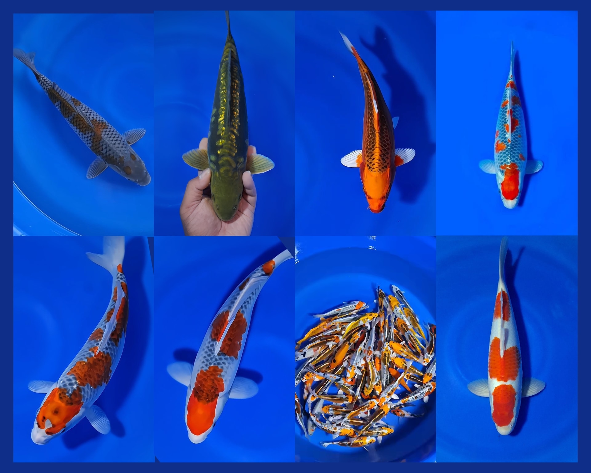 Lelang Koi Online, Jual Beli Ikan Koi, Pasar Koi Terbaik, Agen Lelang Koi, Penawaran Koi Berkualitas, Harga Jual Koi, Lelang Ikan Koi Import, Beli Koi Online, Jual Koi Murah, Koi Showroom, Penjual Koi Terpercaya, Lelang Koi Jakarta, Jual Koi Lokal, Koi Kualitas Unggul, Harga Terbaik Koi, Jual Koi Indukan, Lelang Ikan Hias Koi, Pasar Koi Indonesia, Beli Koi Berkualitas Tinggi, Koi Farm Terbesar, Jual Beli Koi Impor, Lelang Ikan Koi Kualitas Premium, Daftar Harga Koi Terbaru, Pusat Jual Beli Koi, Info Lelang Koi Hari Ini.