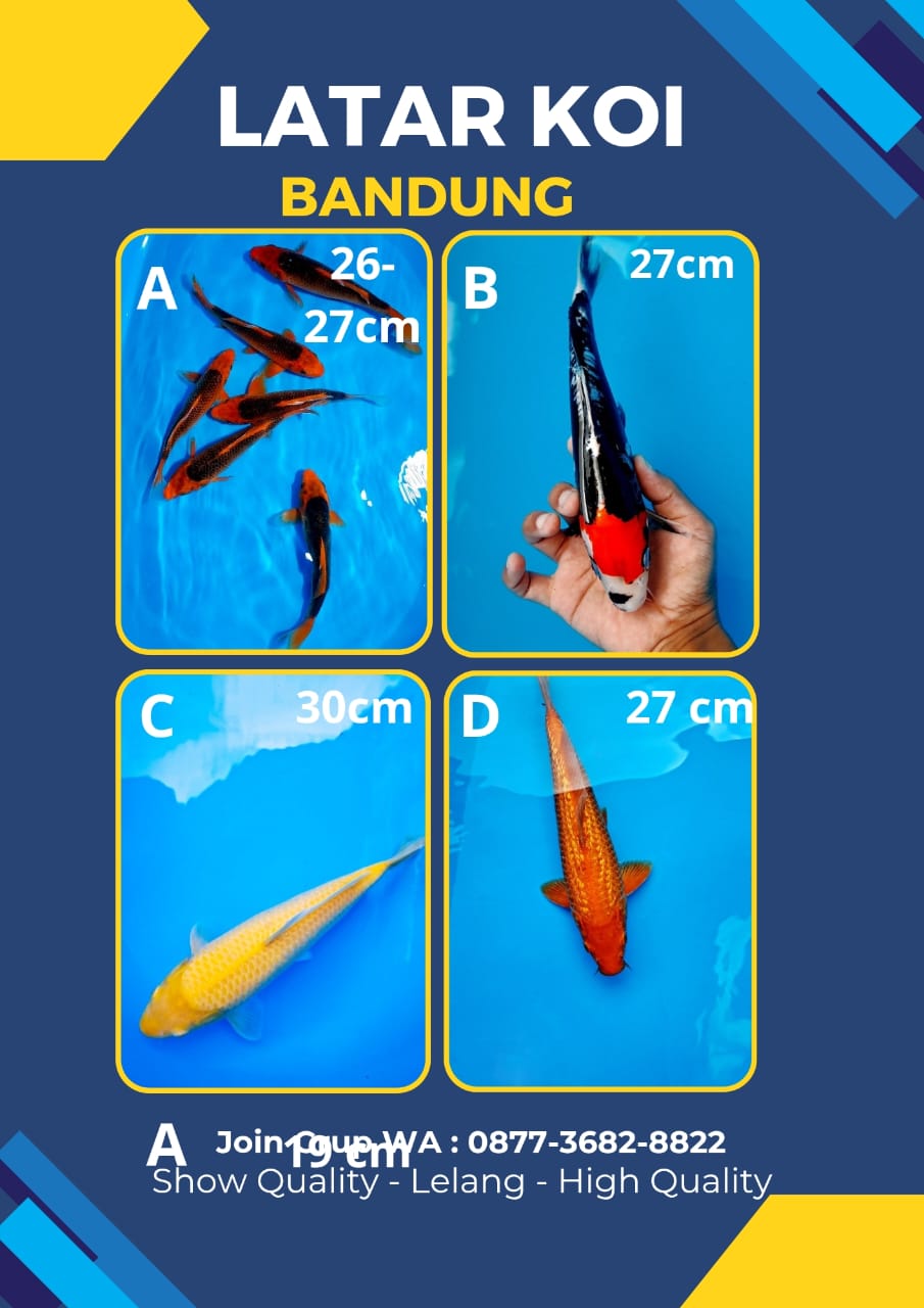 Lelang Koi Online, Jual Beli Ikan Koi, Pasar Koi Terbaik, Agen Lelang Koi, Penawaran Koi Berkualitas, Harga Jual Koi, Lelang Ikan Koi Import, Beli Koi Online, Jual Koi Murah, Koi Showroom, Penjual Koi Terpercaya, Lelang Koi Jakarta, Jual Koi Lokal, Koi Kualitas Unggul, Harga Terbaik Koi, Jual Koi Indukan, Lelang Ikan Hias Koi, Pasar Koi Indonesia, Beli Koi Berkualitas Tinggi, Koi Farm Terbesar, Jual Beli Koi Impor, Lelang Ikan Koi Kualitas Premium, Daftar Harga Koi Terbaru, Pusat Jual Beli Koi, Info Lelang Koi Hari Ini.
