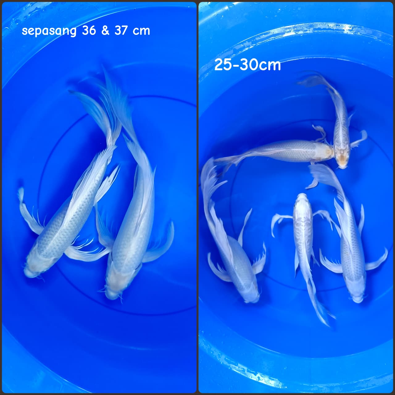 Lelang Koi Online, Jual Beli Ikan Koi, Pasar Koi Terbaik, Agen Lelang Koi, Penawaran Koi Berkualitas, Harga Jual Koi, Lelang Ikan Koi Import, Beli Koi Online, Jual Koi Murah, Koi Showroom, Penjual Koi Terpercaya, Lelang Koi Jakarta, Jual Koi Lokal, Koi Kualitas Unggul, Harga Terbaik Koi, Jual Koi Indukan, Lelang Ikan Hias Koi, Pasar Koi Indonesia, Beli Koi Berkualitas Tinggi, Koi Farm Terbesar, Jual Beli Koi Impor, Lelang Ikan Koi Kualitas Premium, Daftar Harga Koi Terbaru, Pusat Jual Beli Koi, Info Lelang Koi Hari Ini.